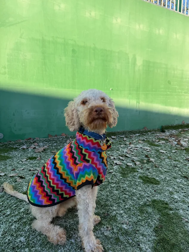 Walter – 1 year old Male – RESERVED