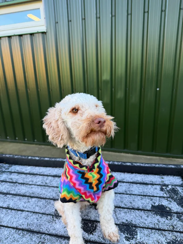 Walter – 1 year old Male – RESERVED