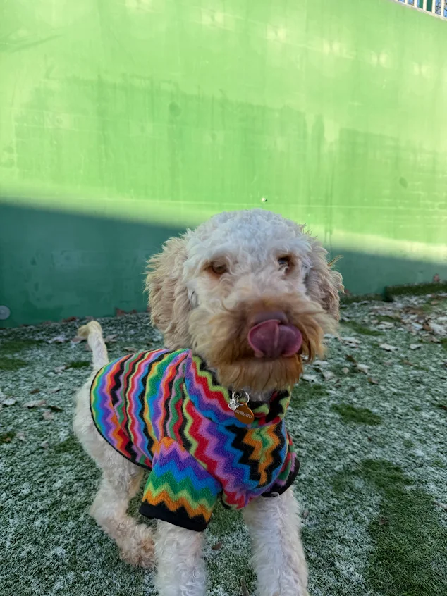 Walter – 1 year old Male – RESERVED