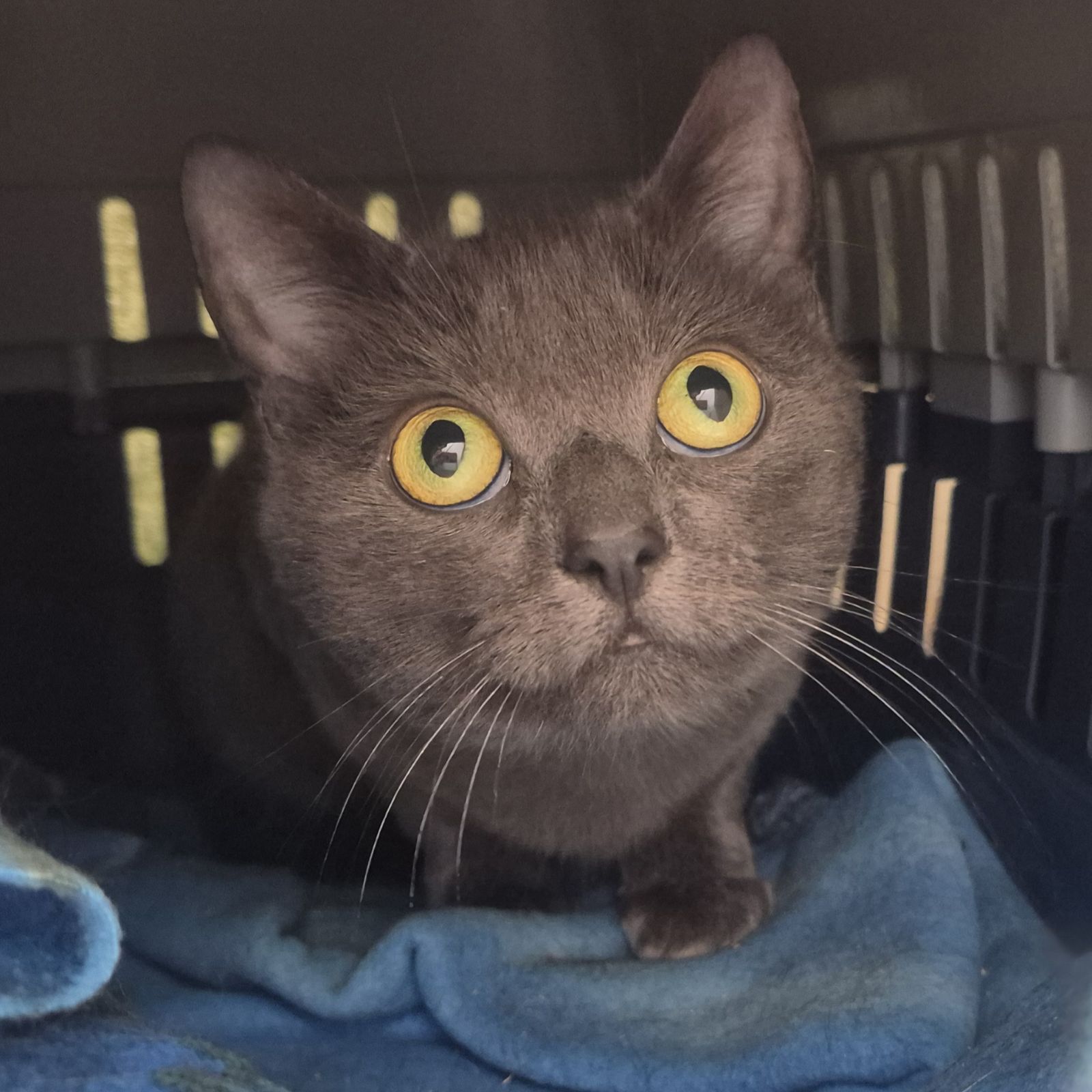 Angel and Twinkle 1 Year Old Females