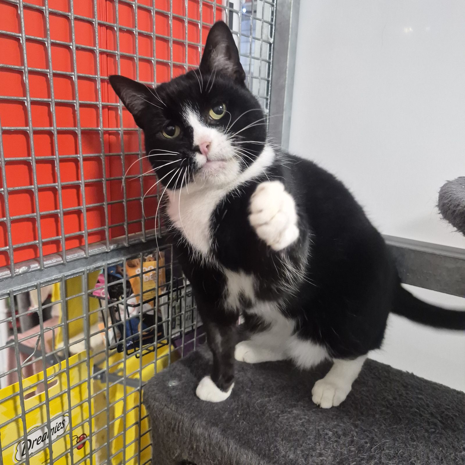 Eva- 6 Year Old Female