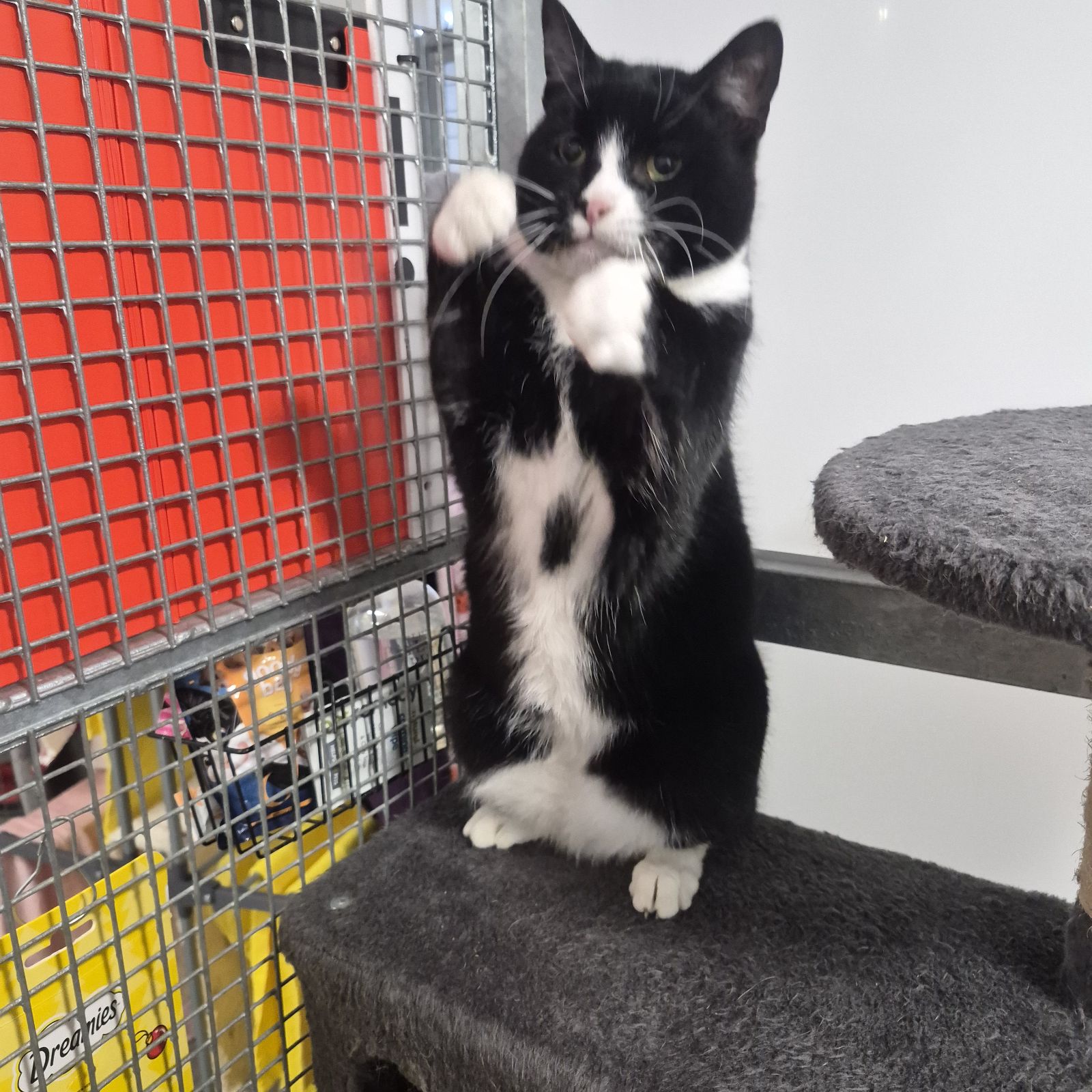 Eva- 6 Year Old Female