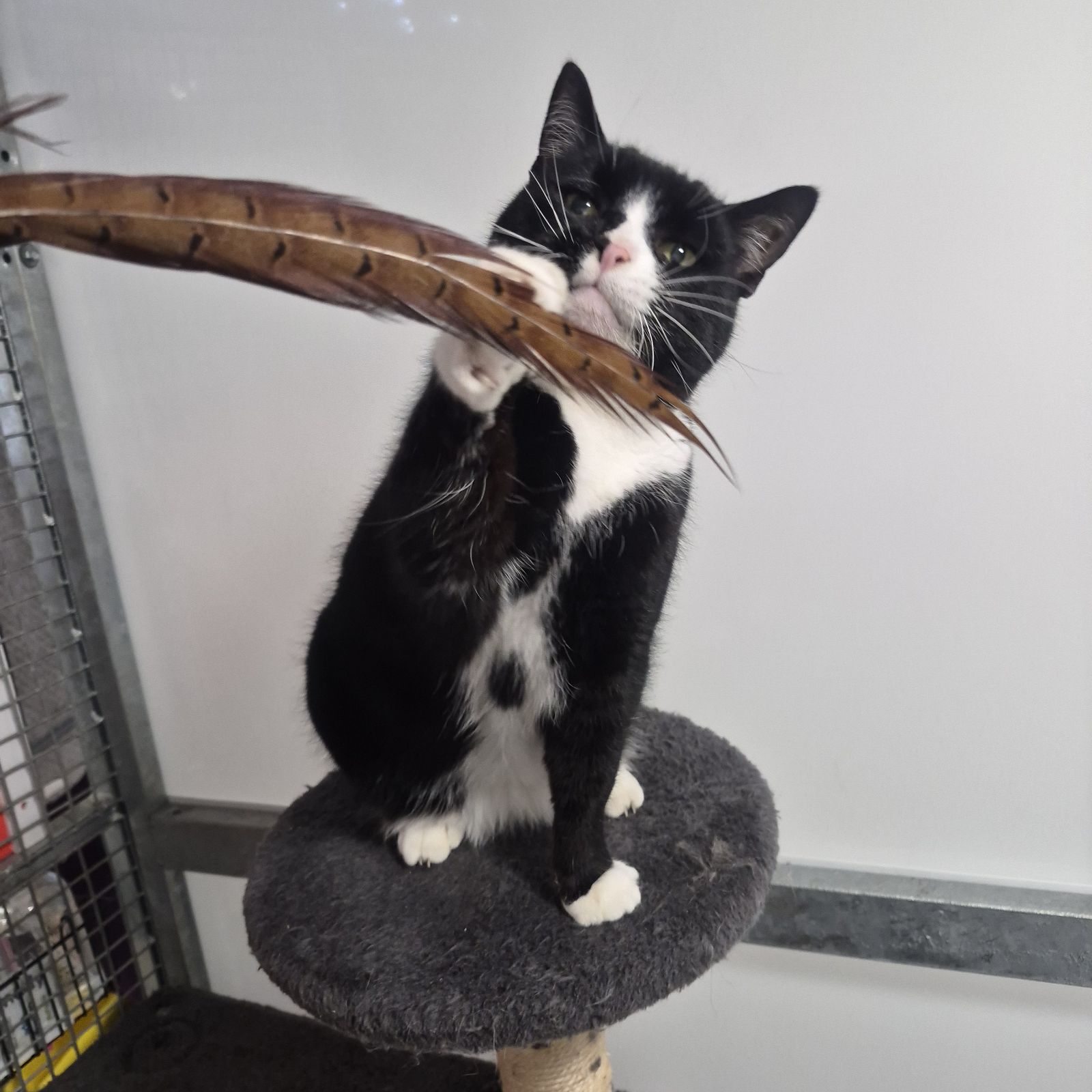 Eva- 6 Year Old Female