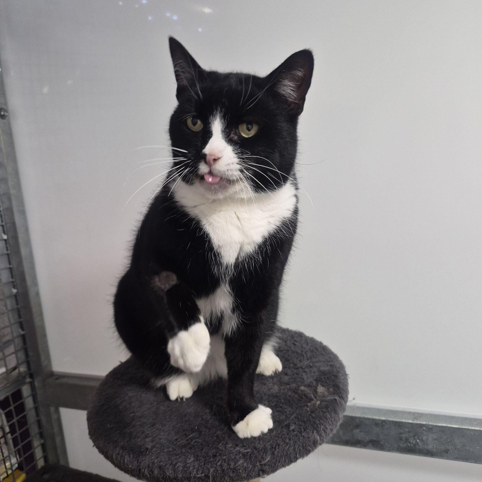 Eva- 6 Year Old Female