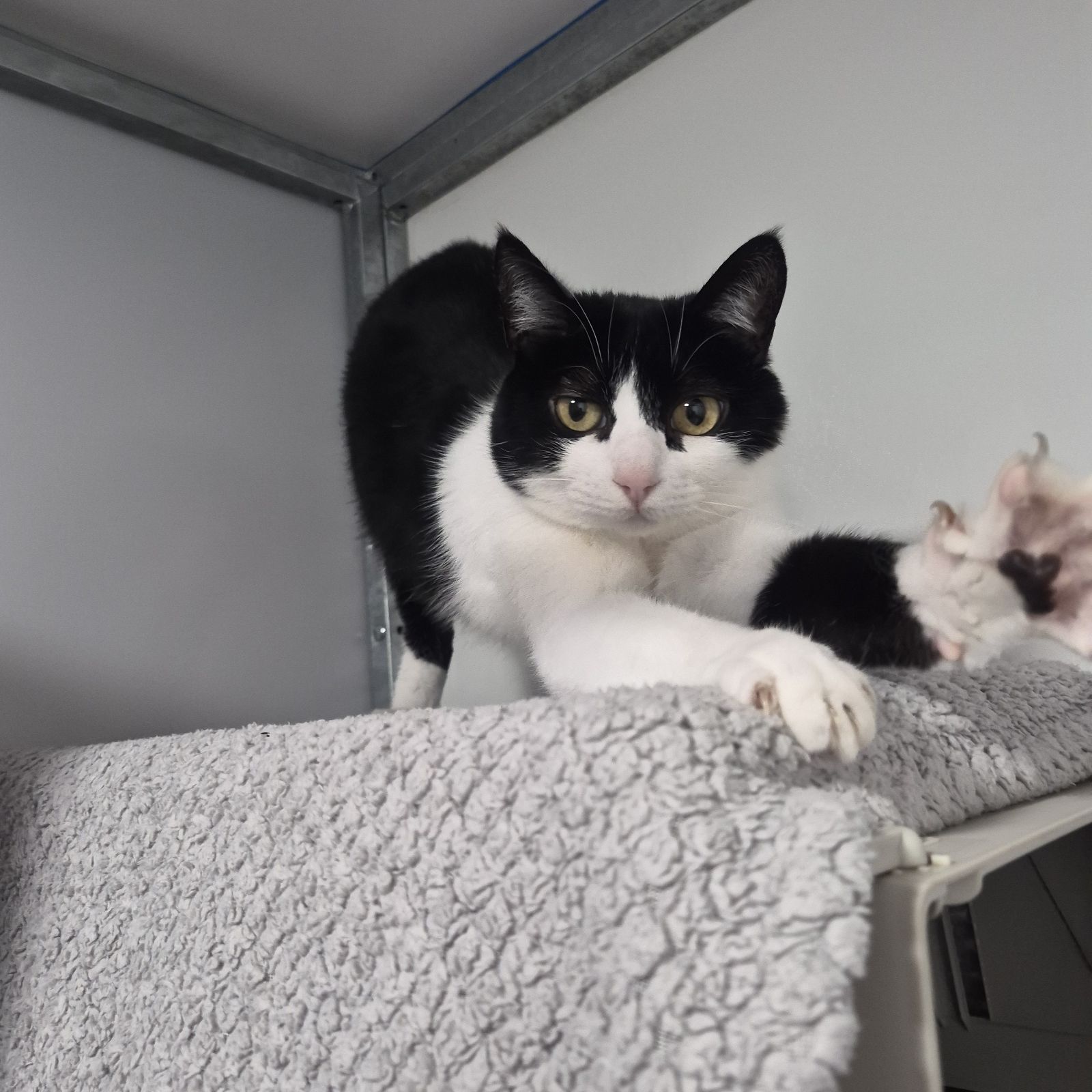 Ragnor- 3 Year Old Female