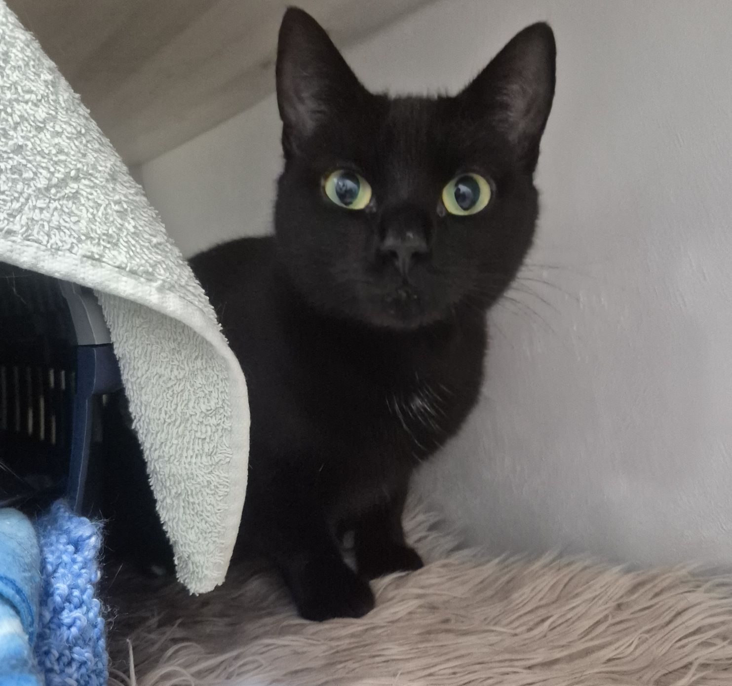 Angel and Twinkle 1 Year Old Females