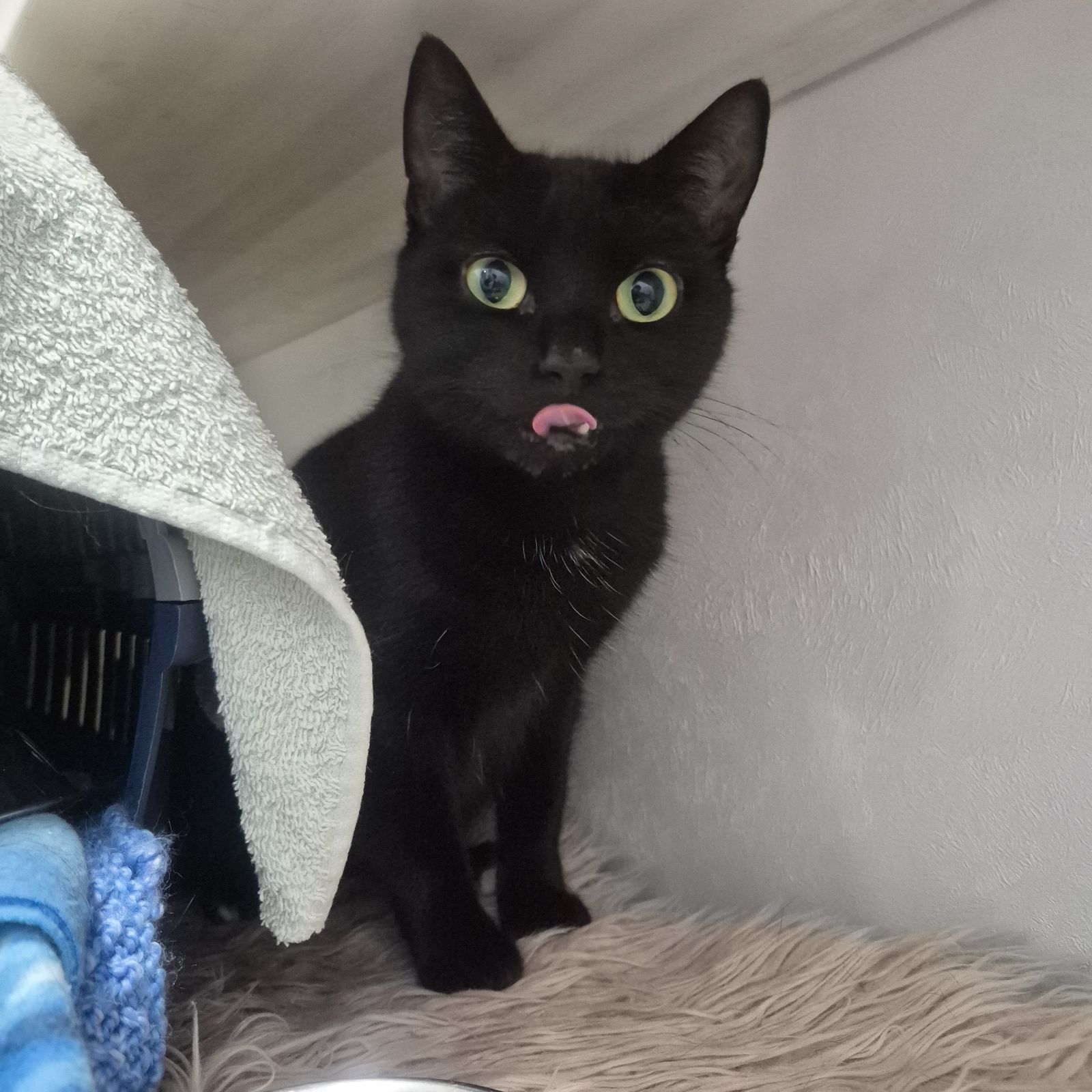 Angel and Twinkle 1 Year Old Females