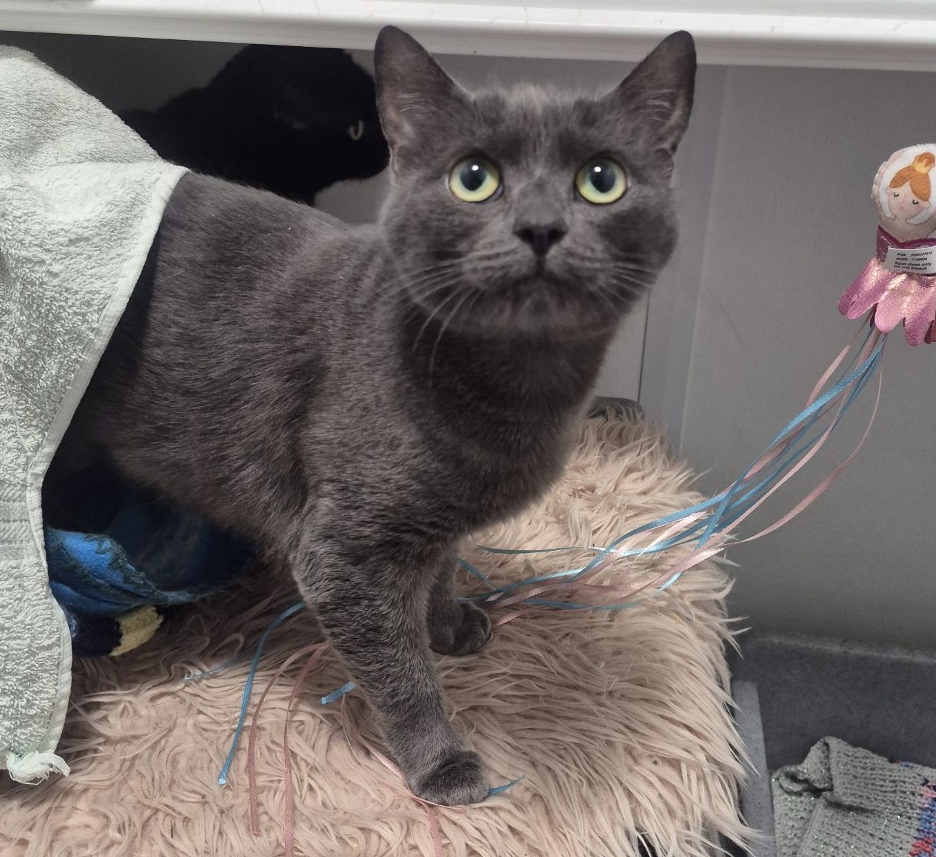 Angel and Twinkle 1 Year Old Females