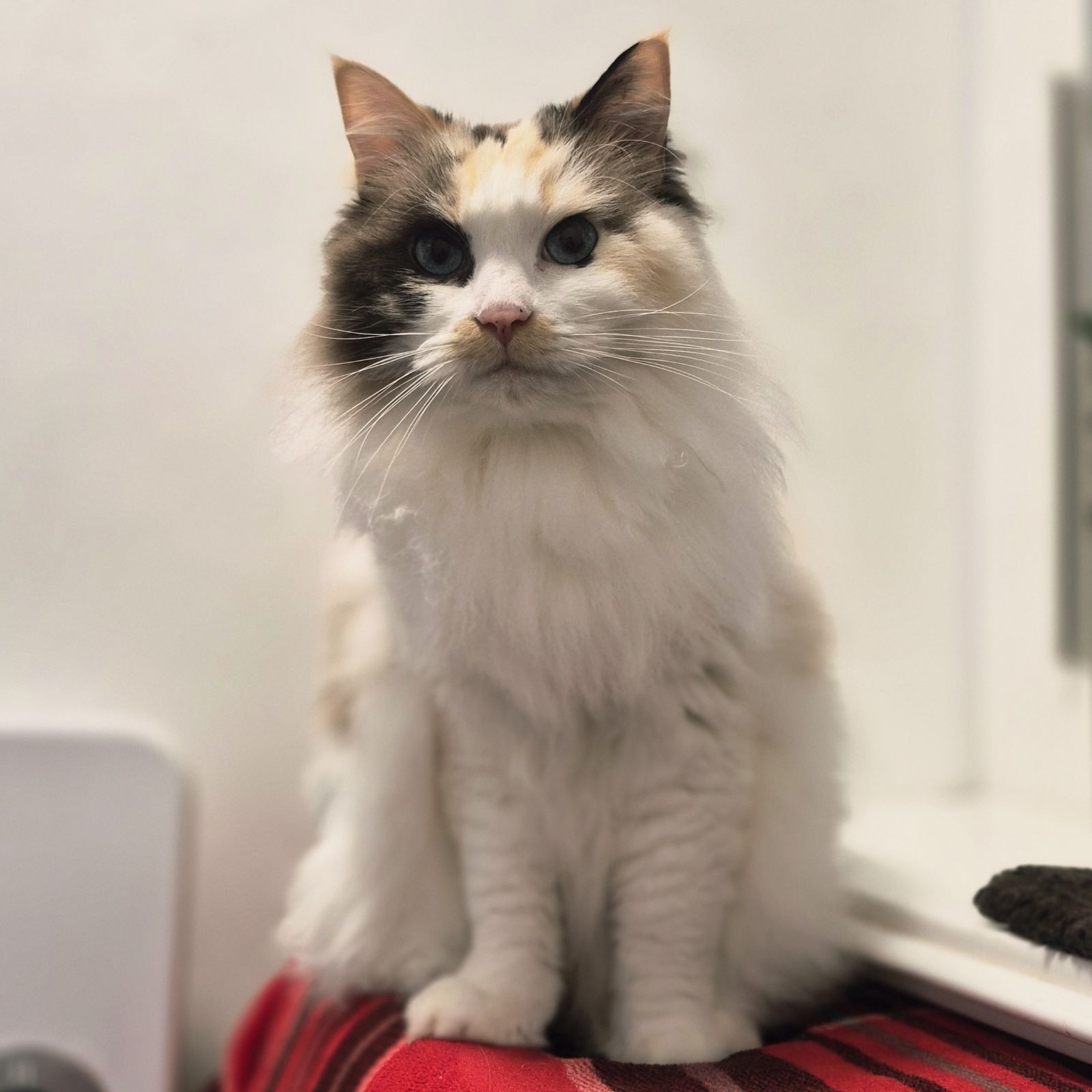 Bonnie and Bella 6 Year Old Females- RESERVED