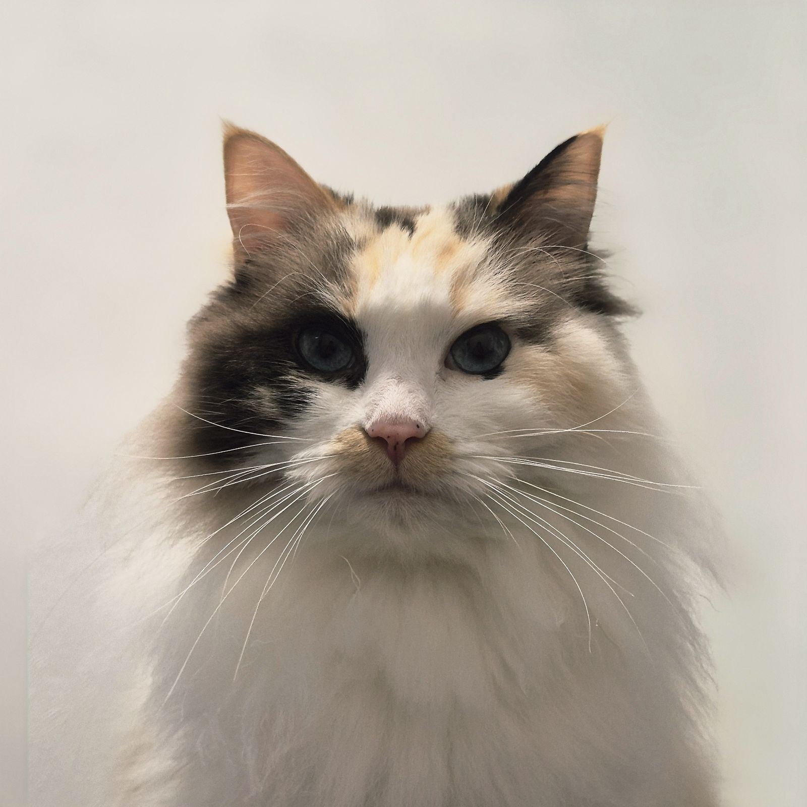 Bonnie and Bella 6 Year Old Females- RESERVED