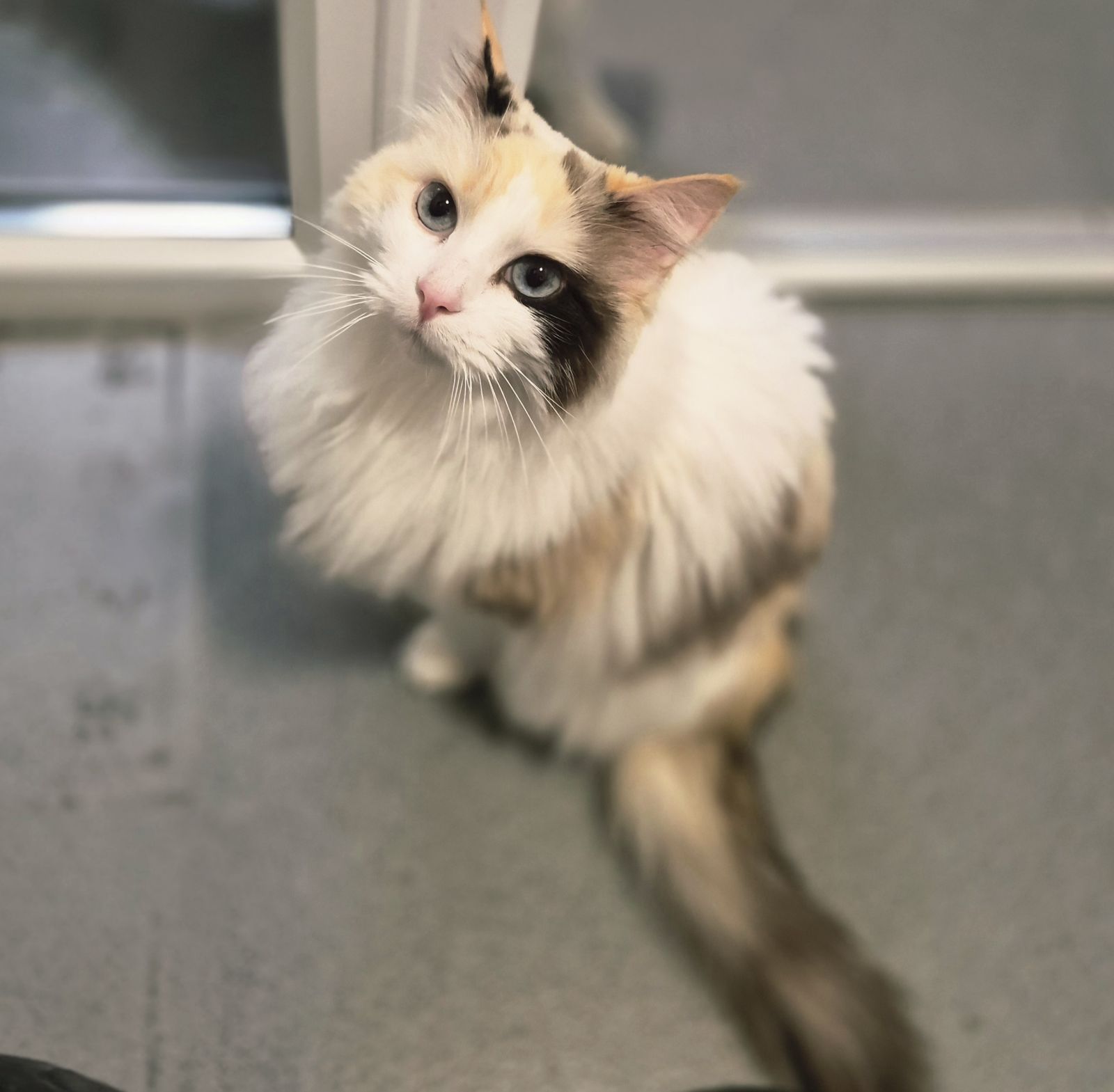 Bonnie and Bella 6 Year Old Females- RESERVED