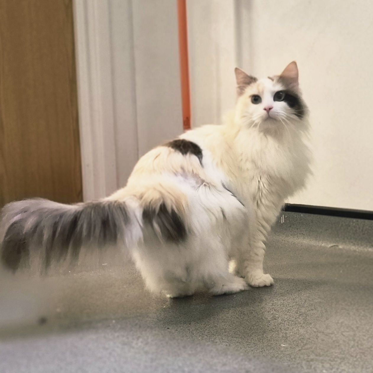 Bonnie and Bella 6 Year Old Females- RESERVED