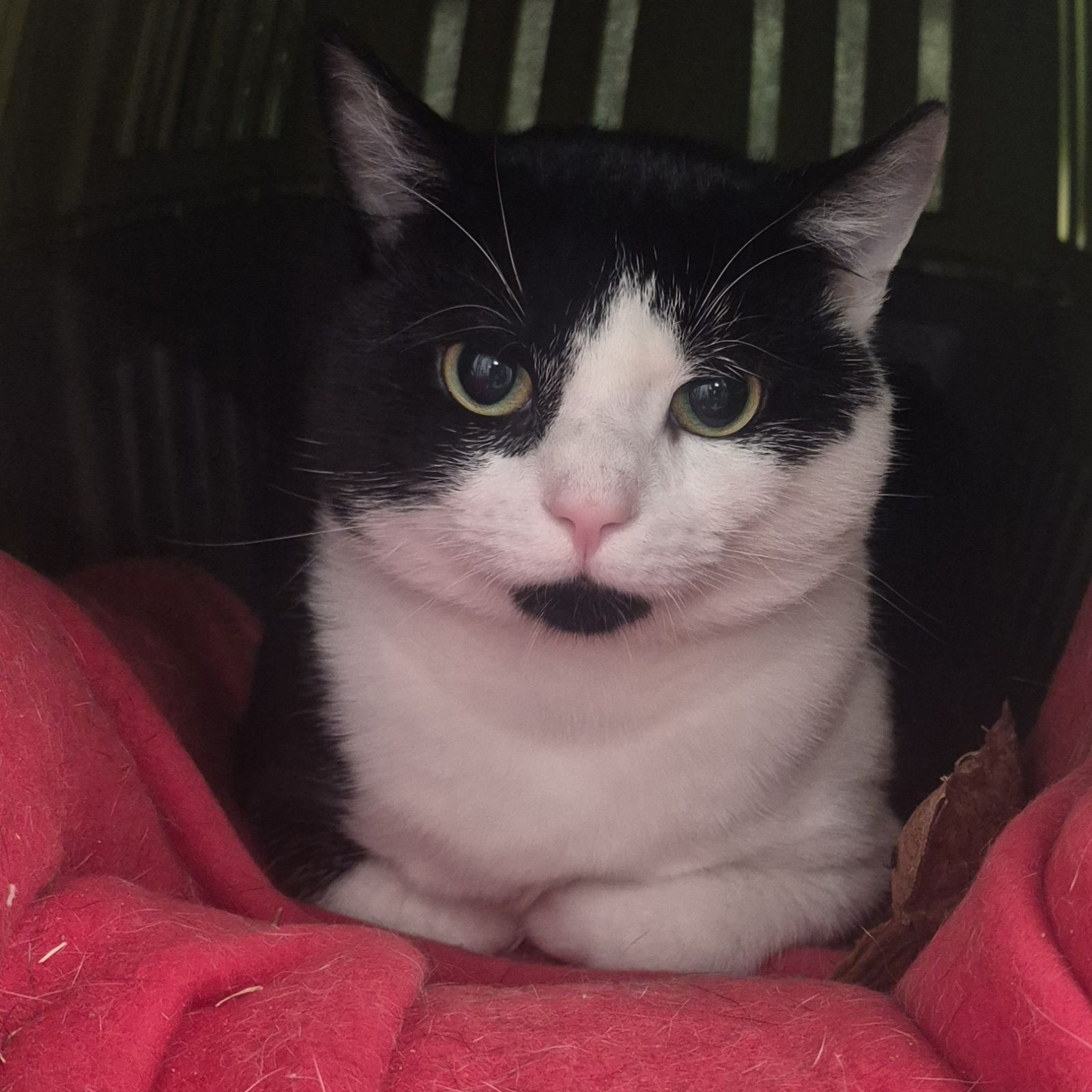 Keith- 1 Year Old Male