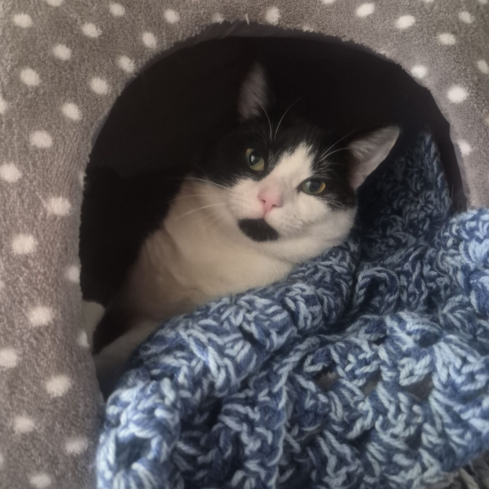 Keith- 1 Year Old Male