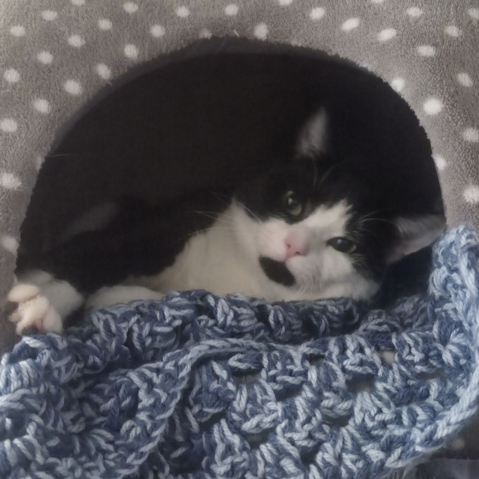 Keith- 1 Year Old Male