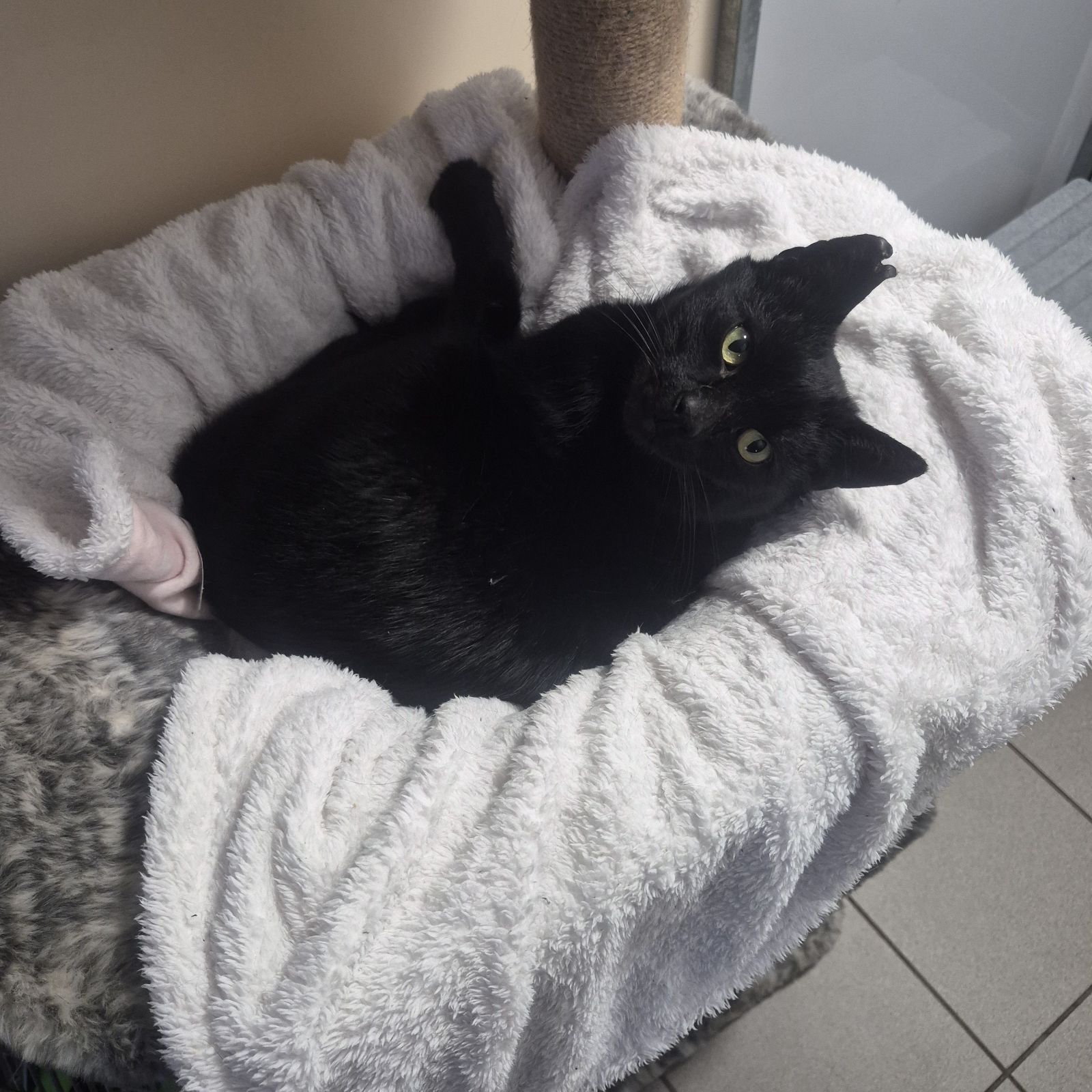 Jerry- 4 Year Old Male