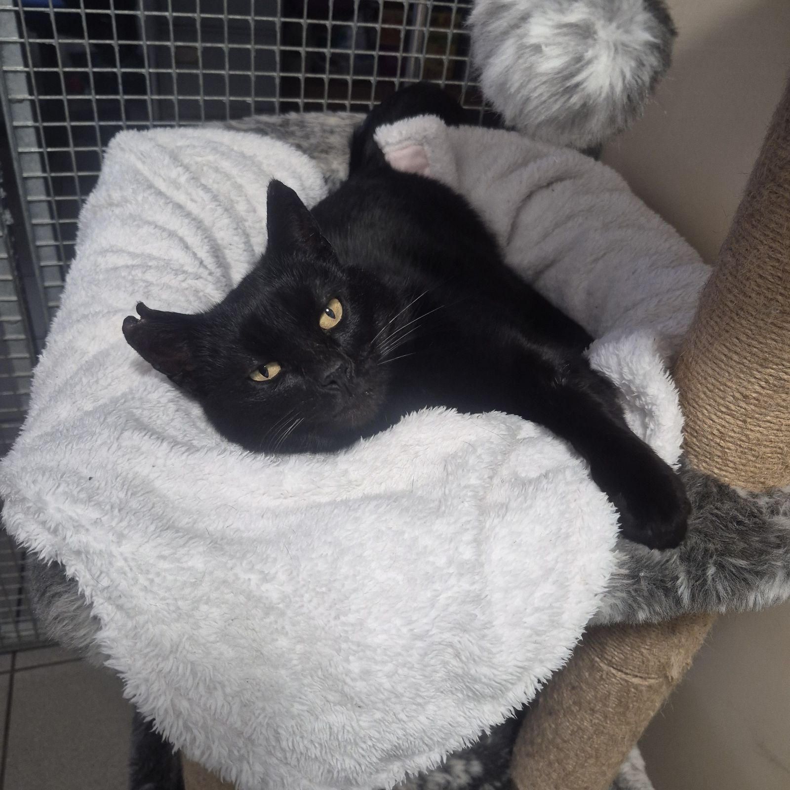 Jerry- 4 Year Old Male