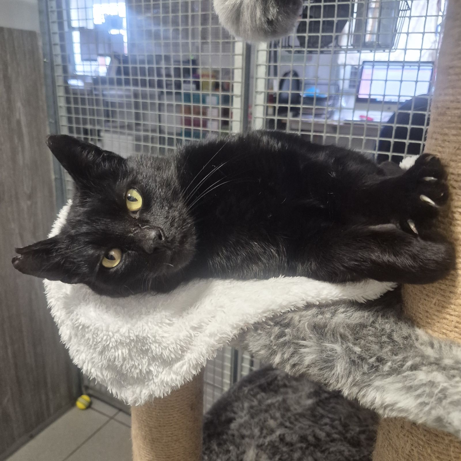 Jerry- 4 Year Old Male