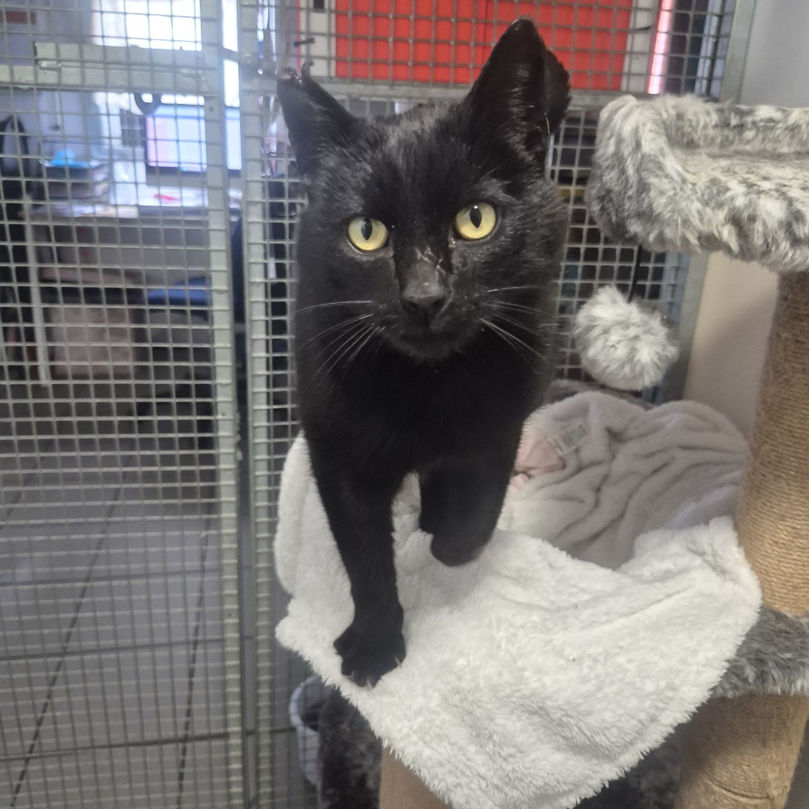 Jerry- 4 Year Old Male