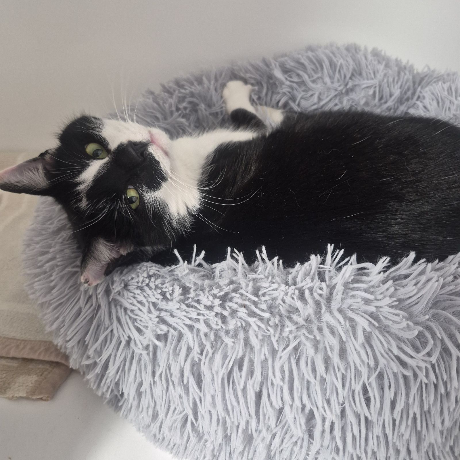 Tom- 4 Year Old Male