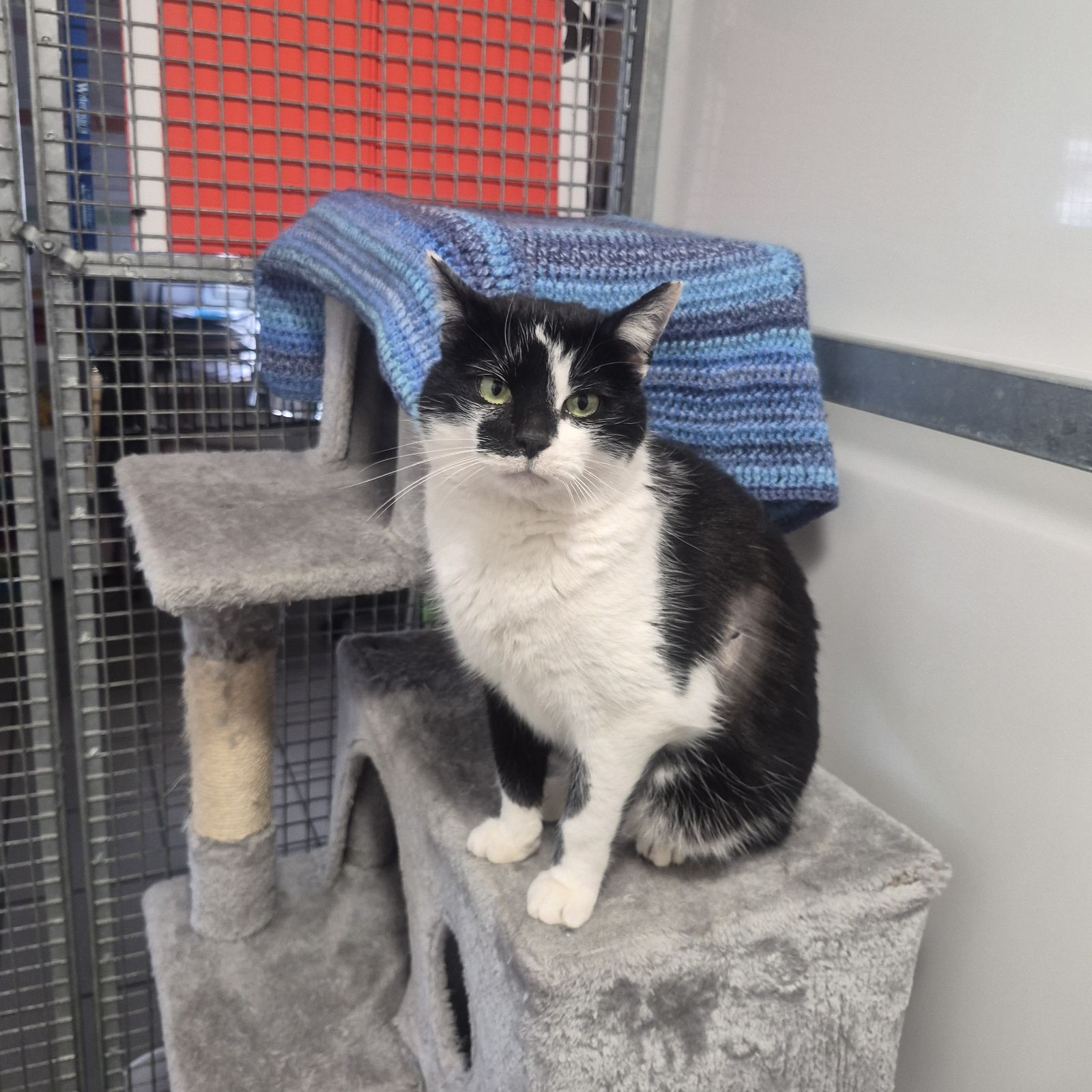 Tom- 4 Year Old Male