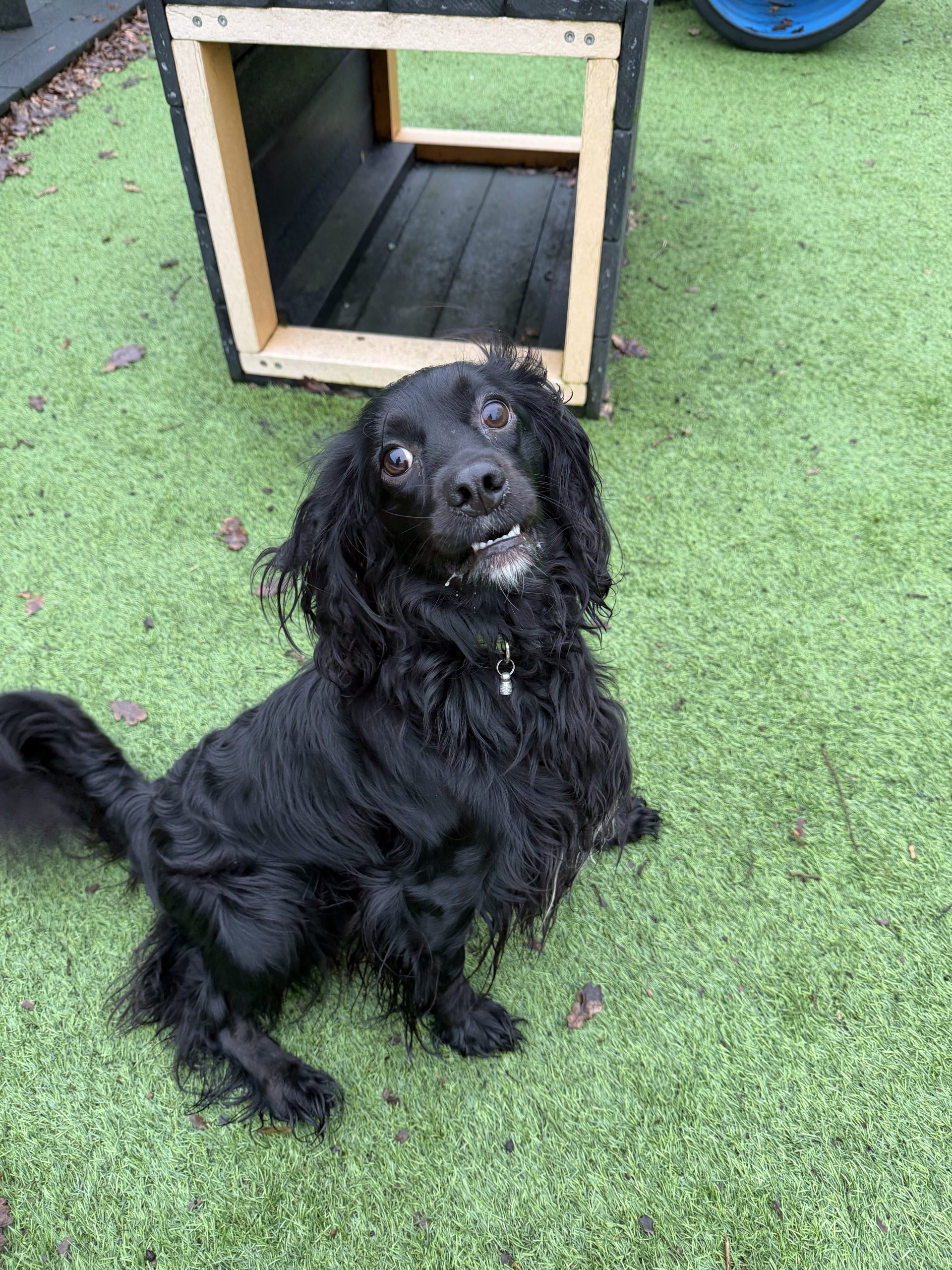 Ralph – 2 year old Male