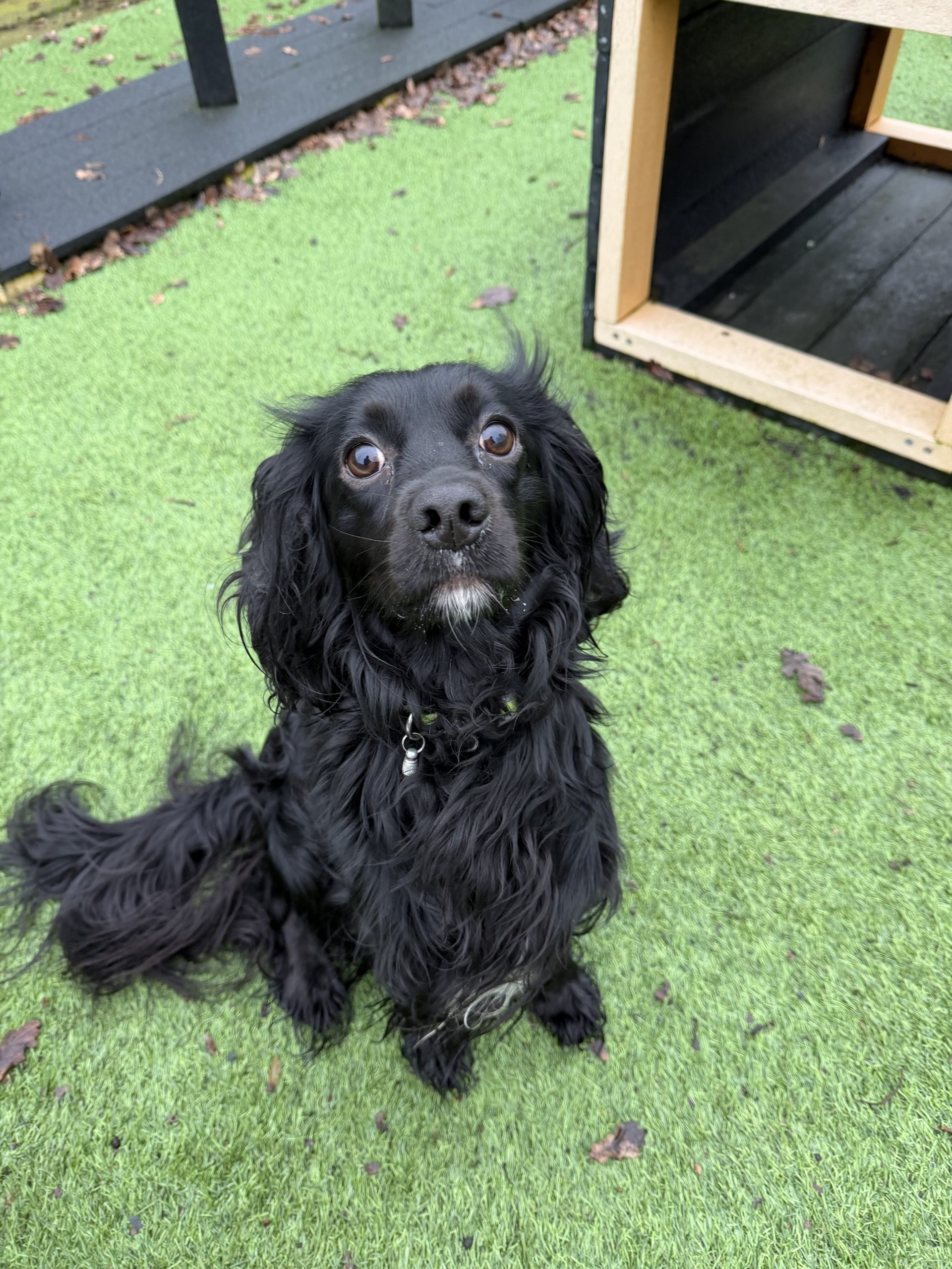 Ralph – 2 year old Male