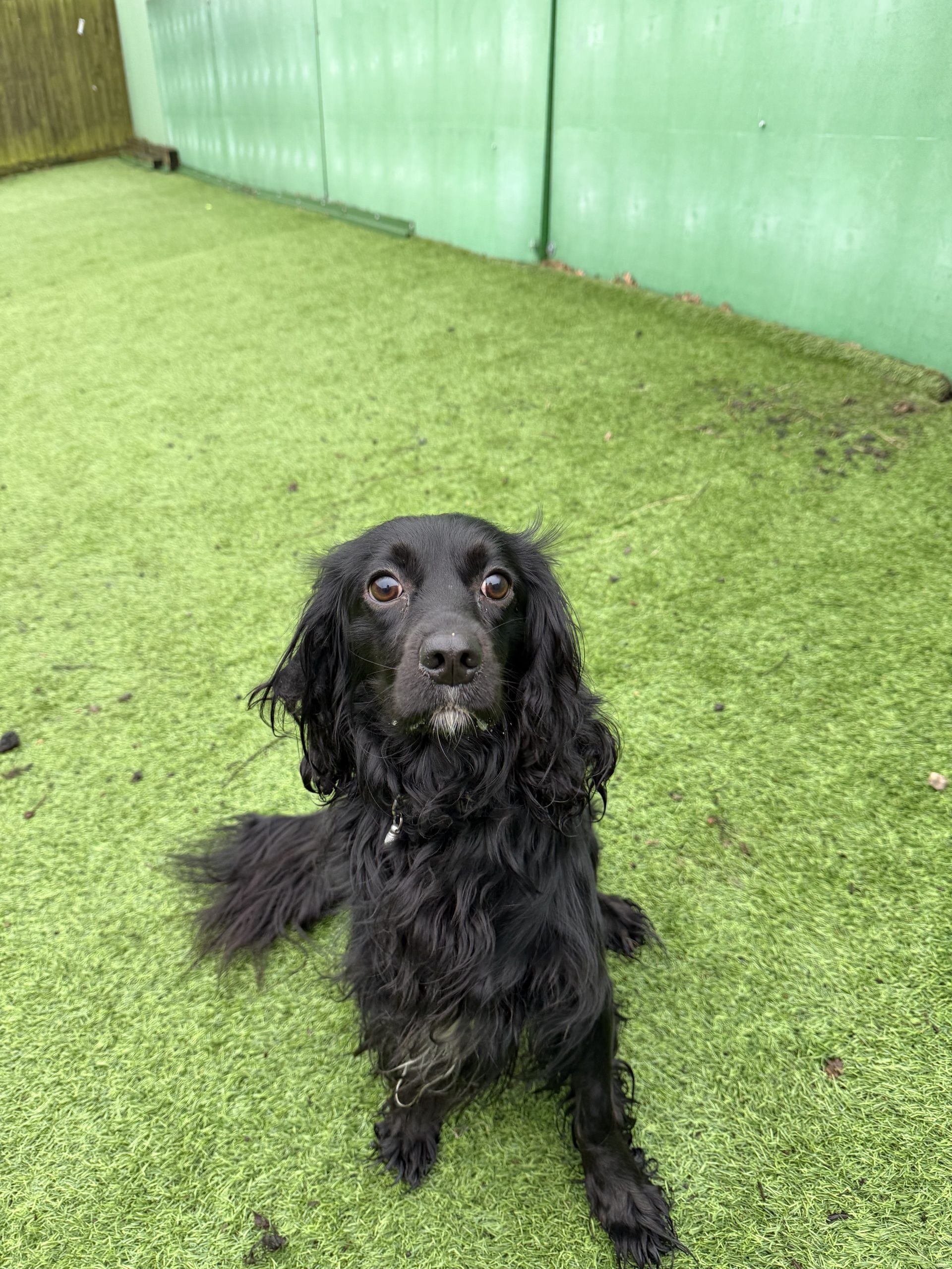 Ralph – 2 year old Male