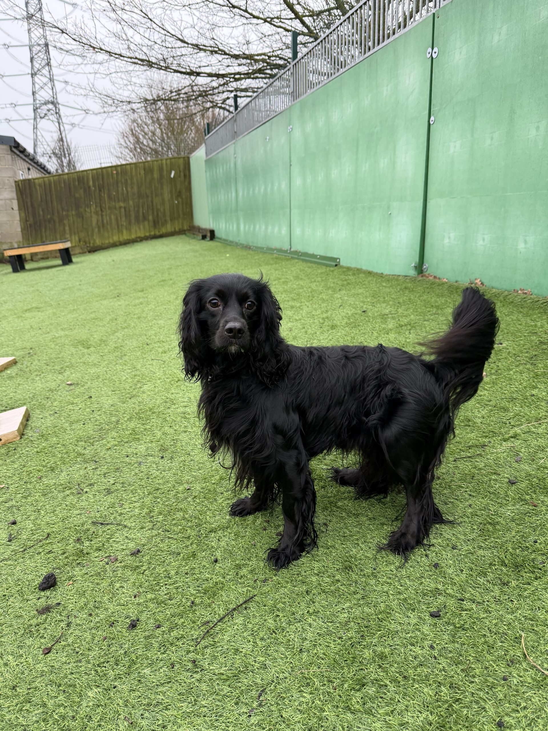 Ralph – 2 year old Male