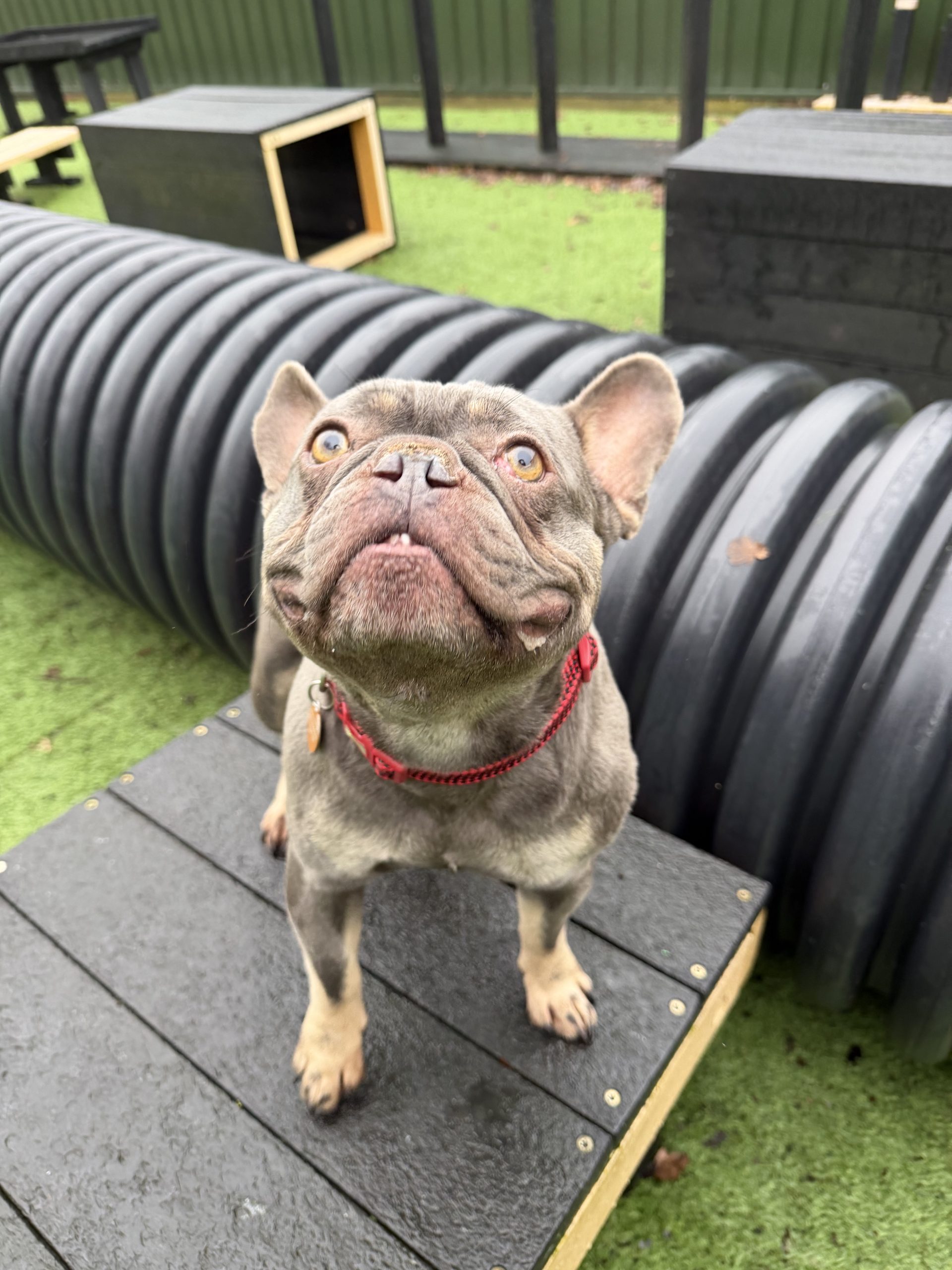 Arthur – 5 year old Male