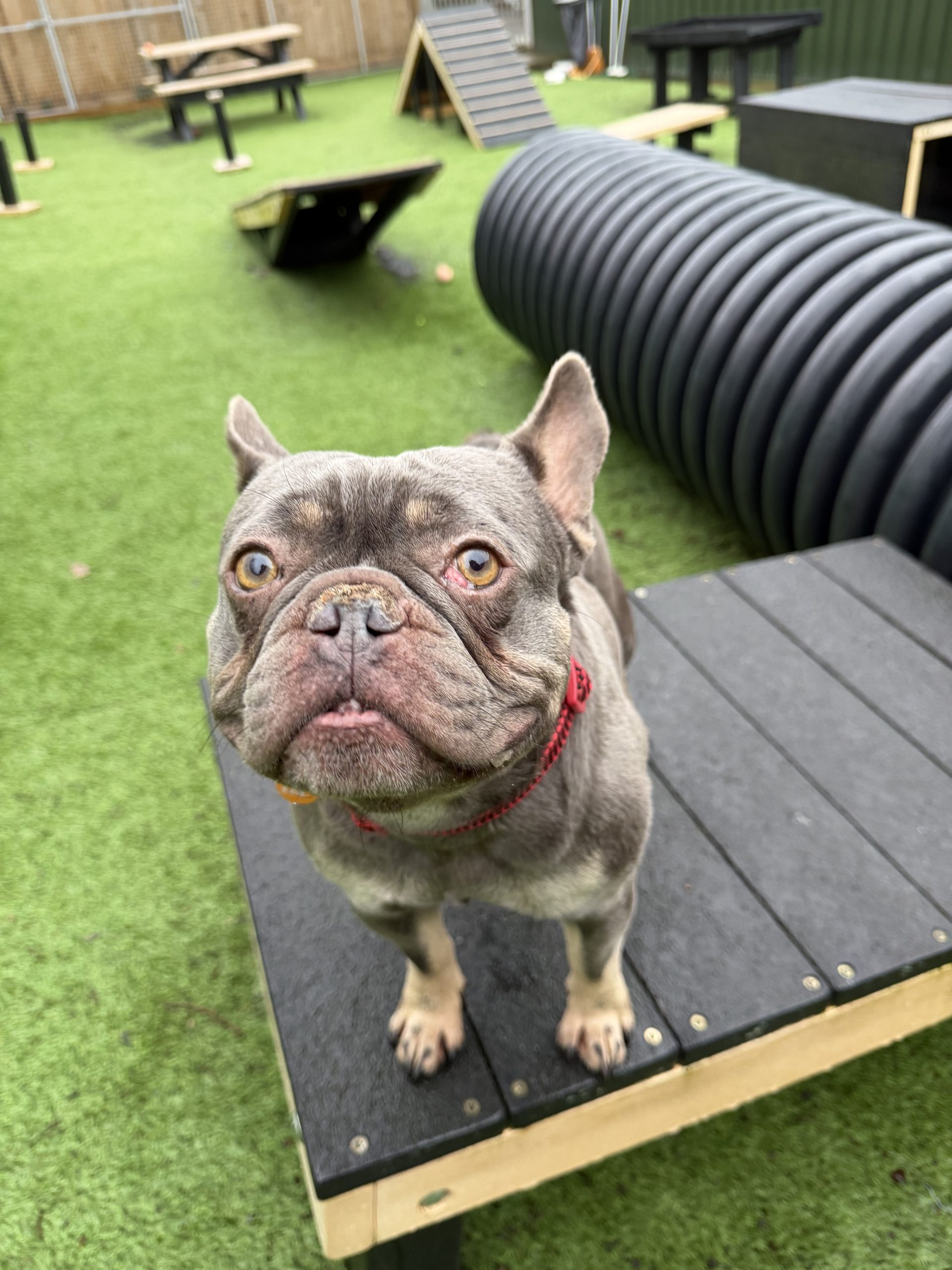 Arthur – 5 year old Male