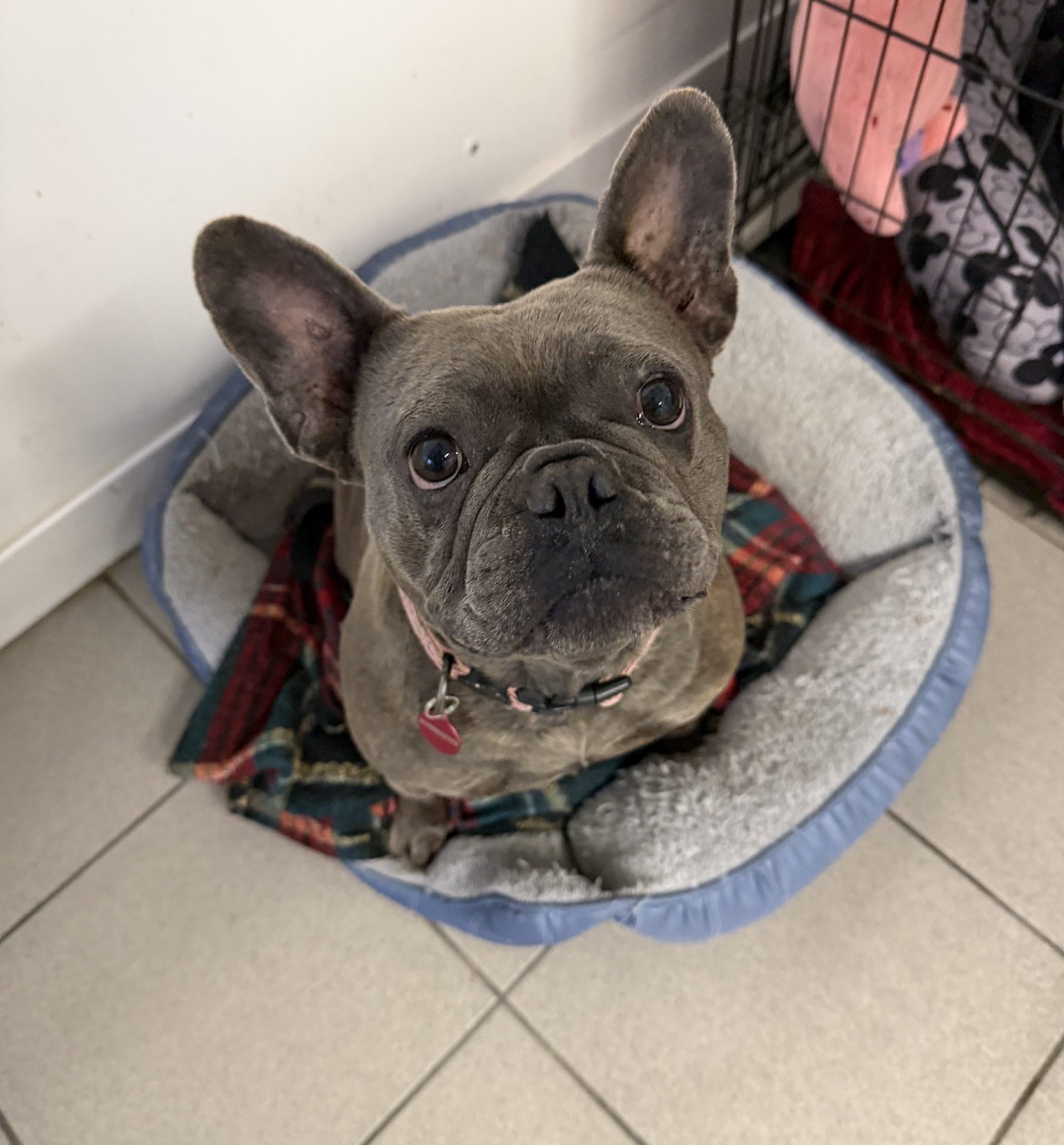 Nancy – 3 year old Female
