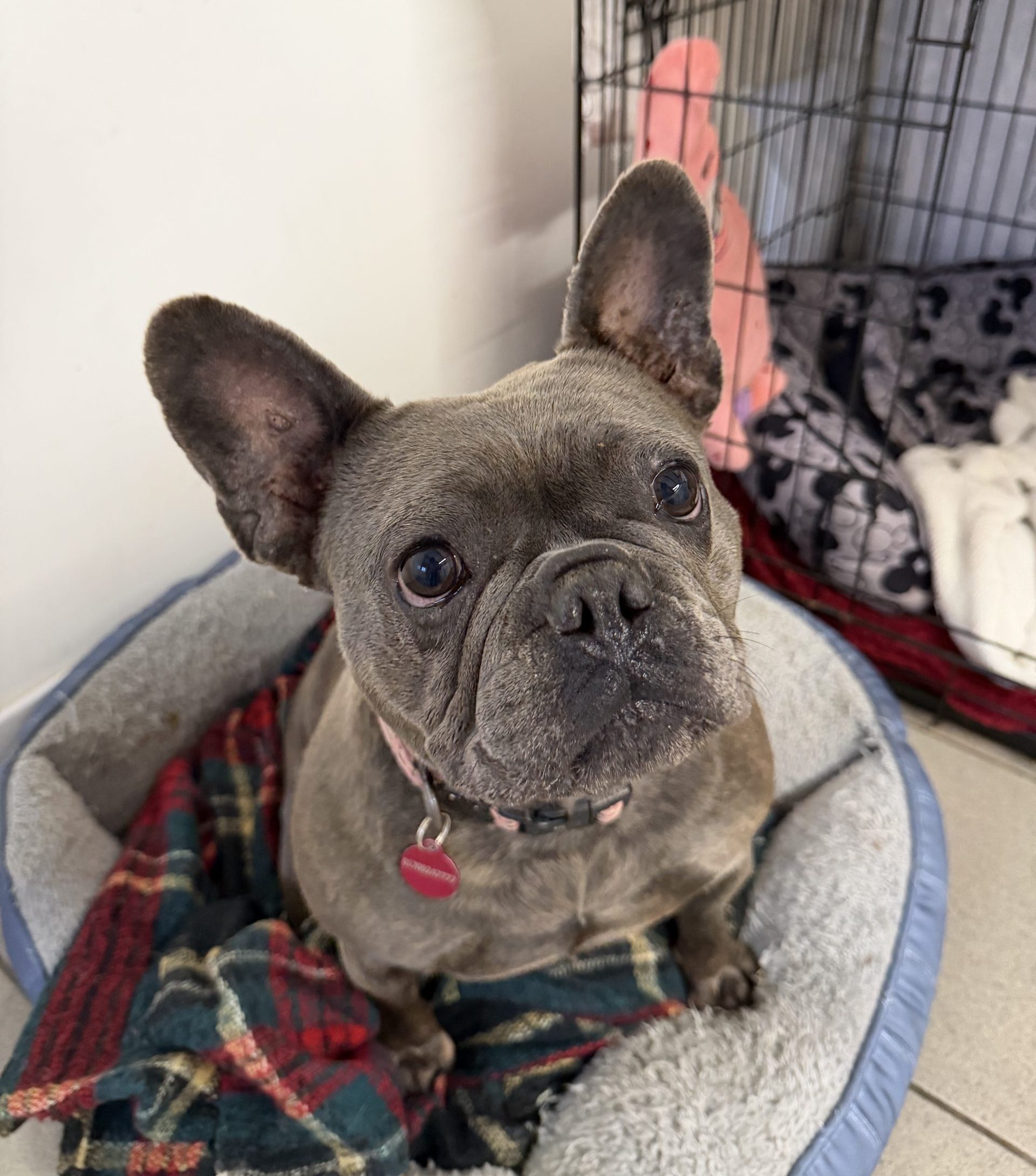 Nancy – 3 year old Female