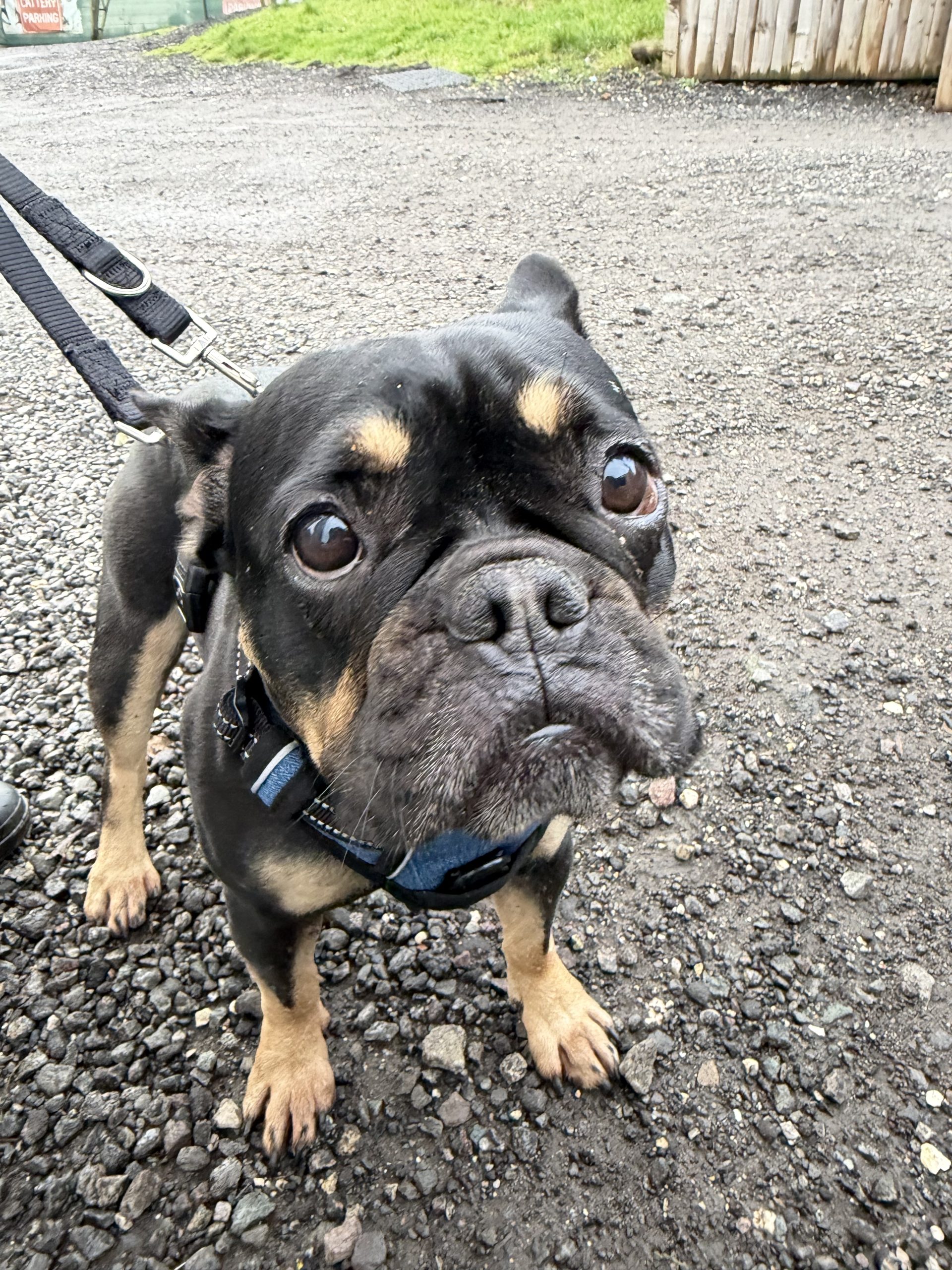 Polly – 5 year old Female – AVAILABLE SOON.