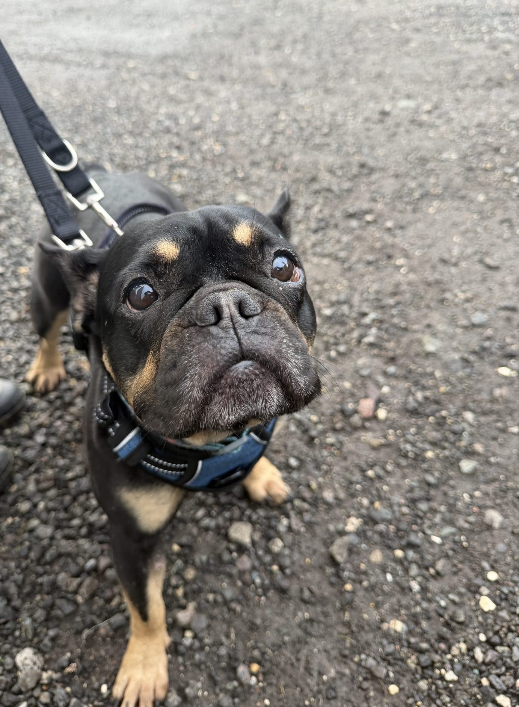 Polly – 5 year old Female – AVAILABLE SOON.