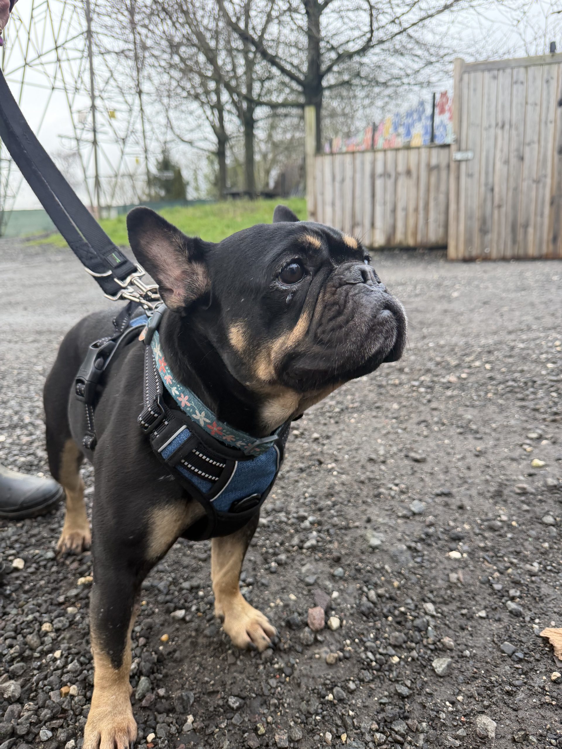 Polly – 5 year old Female – AVAILABLE SOON.