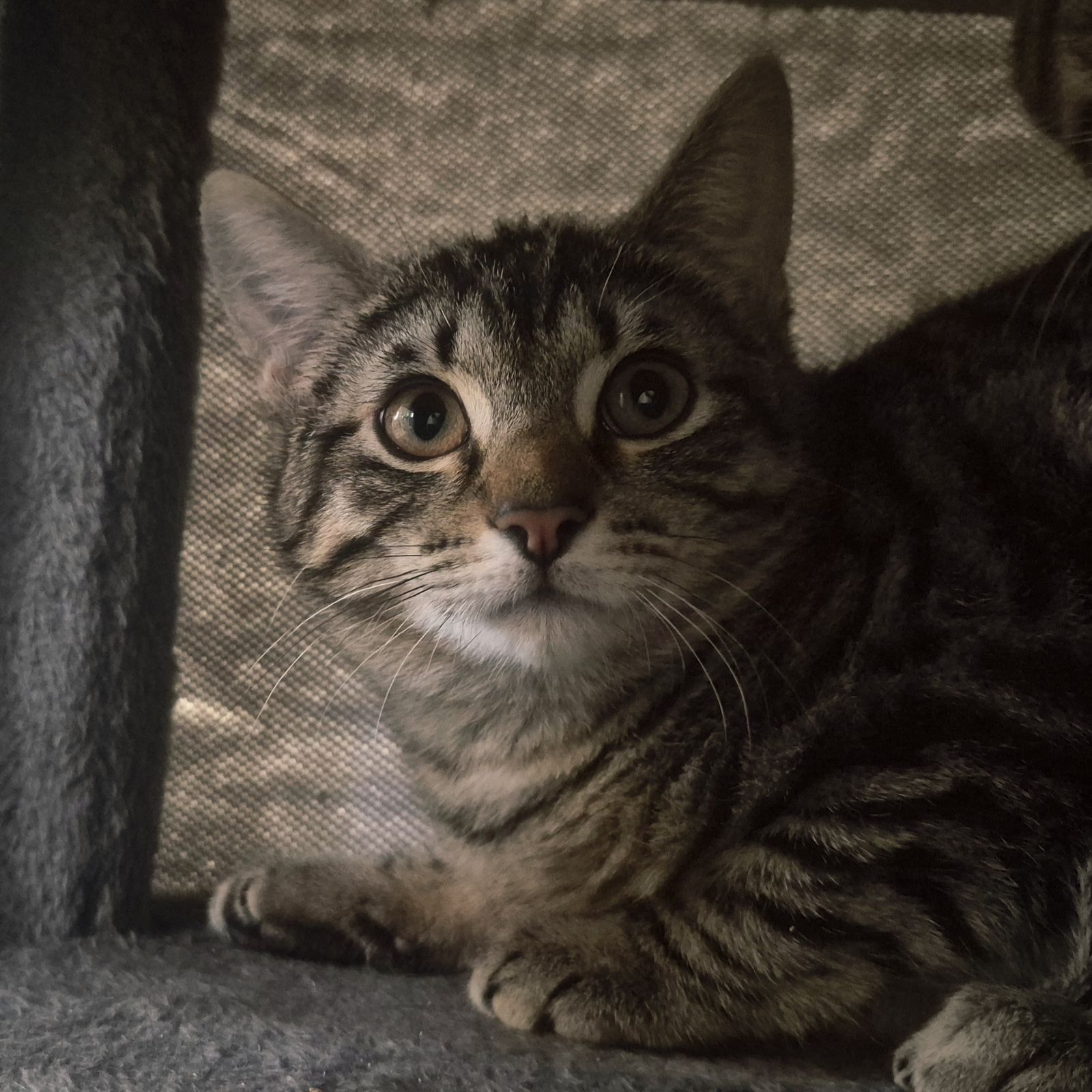 Jimmy and Ginny- 16 Week Old Male and Female