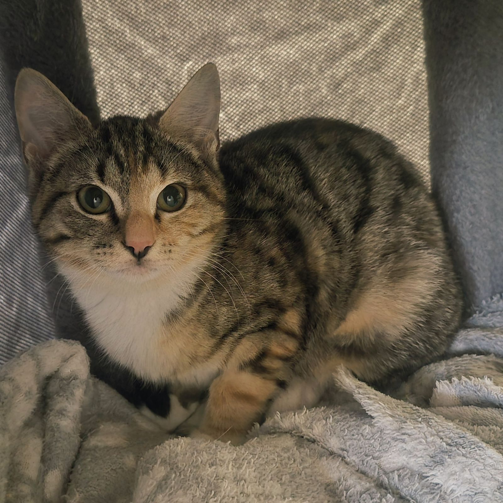 Jimmy and Ginny- 16 Week Old Male and Female