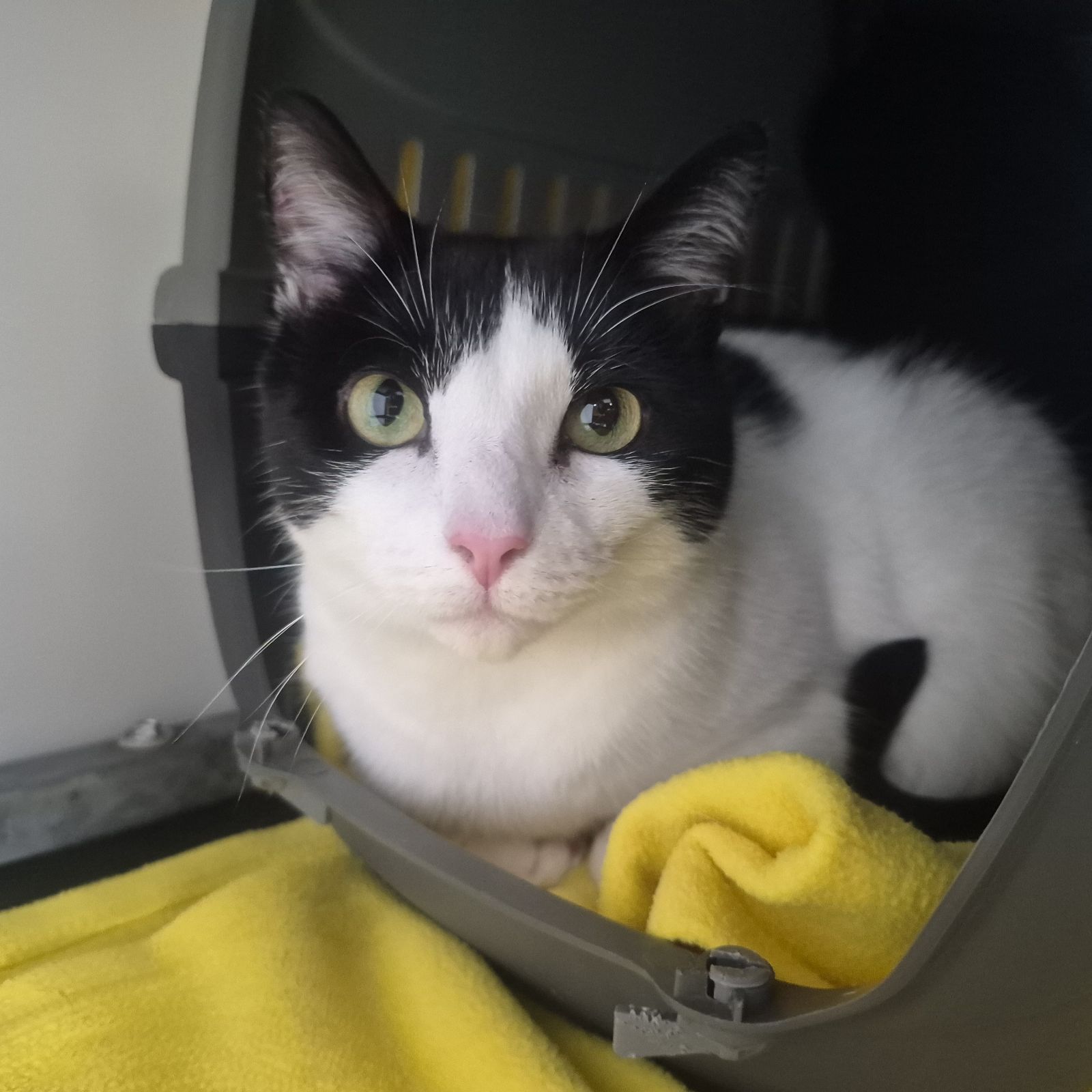 Phantom and Shadow 4 Year Old Males