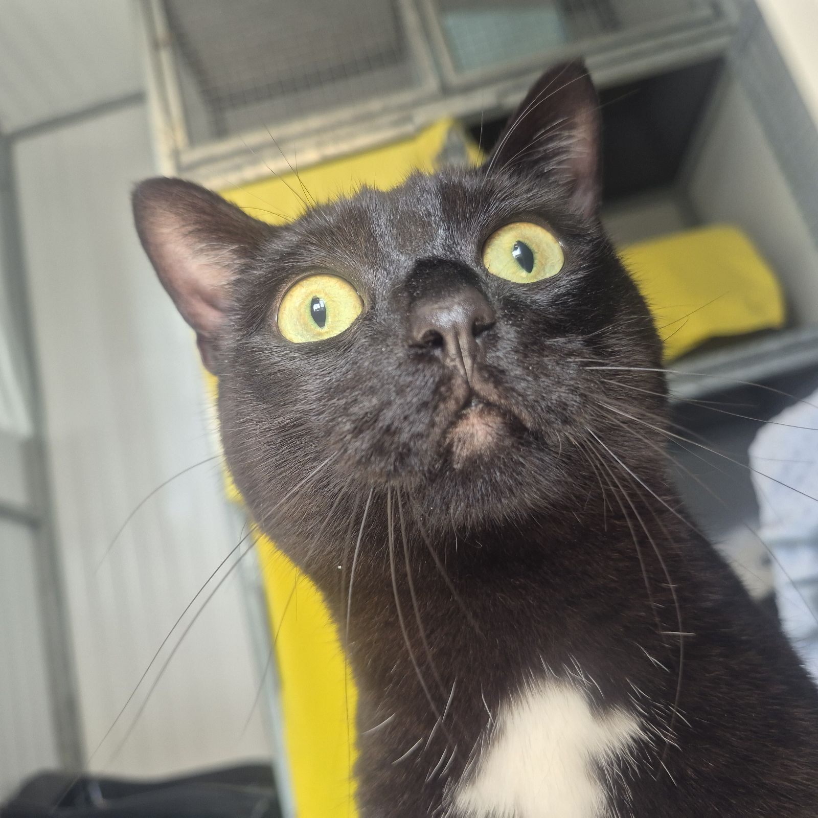 Phantom and Shadow 4 Year Old Males