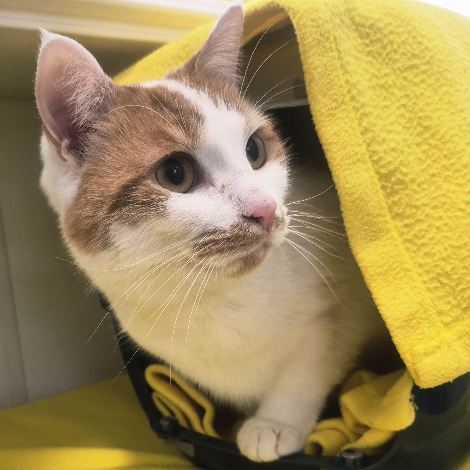 Simba and Nala 2 Year Old  Male and Female RESERVED