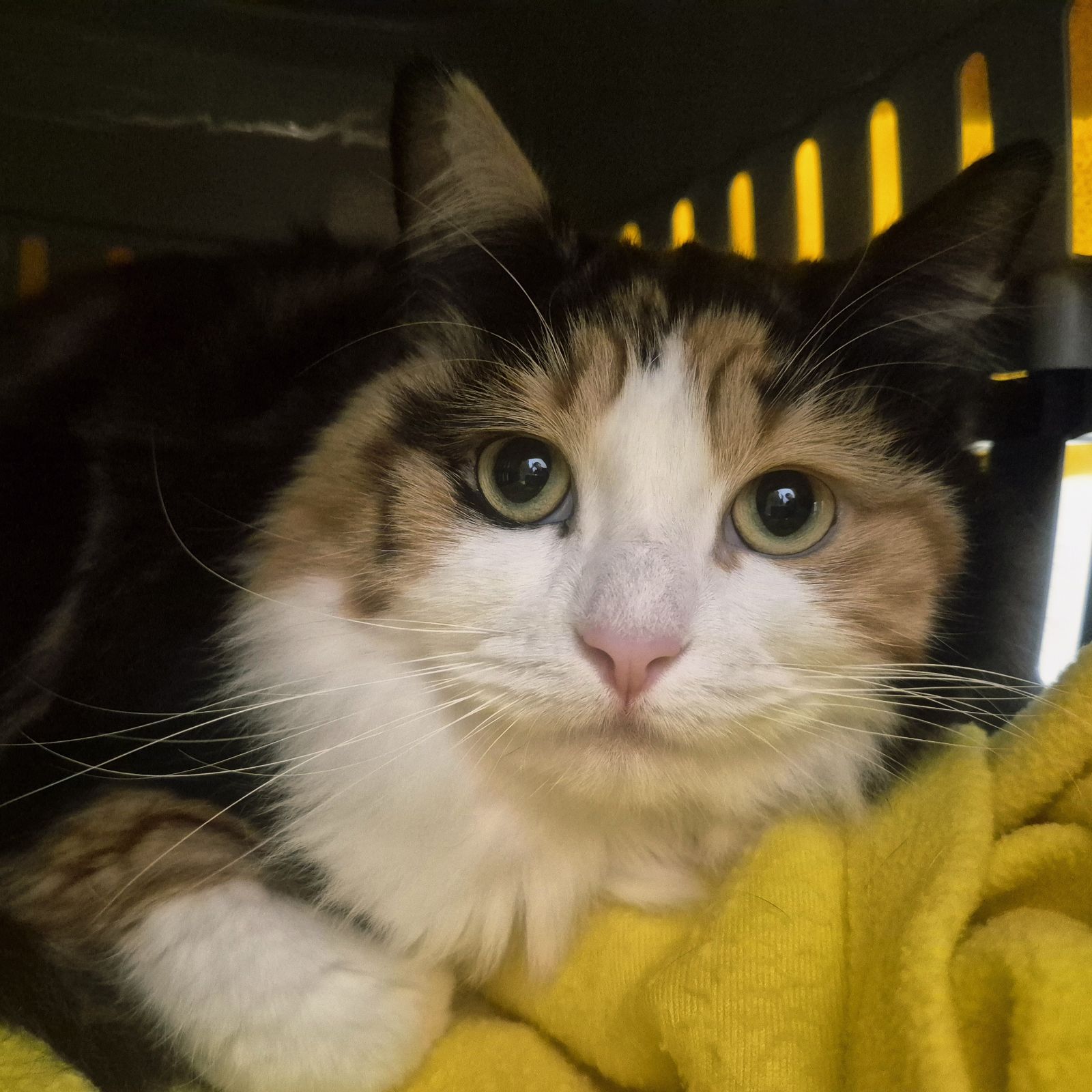 Simba and Nala 2 Year Old  Male and Female RESERVED