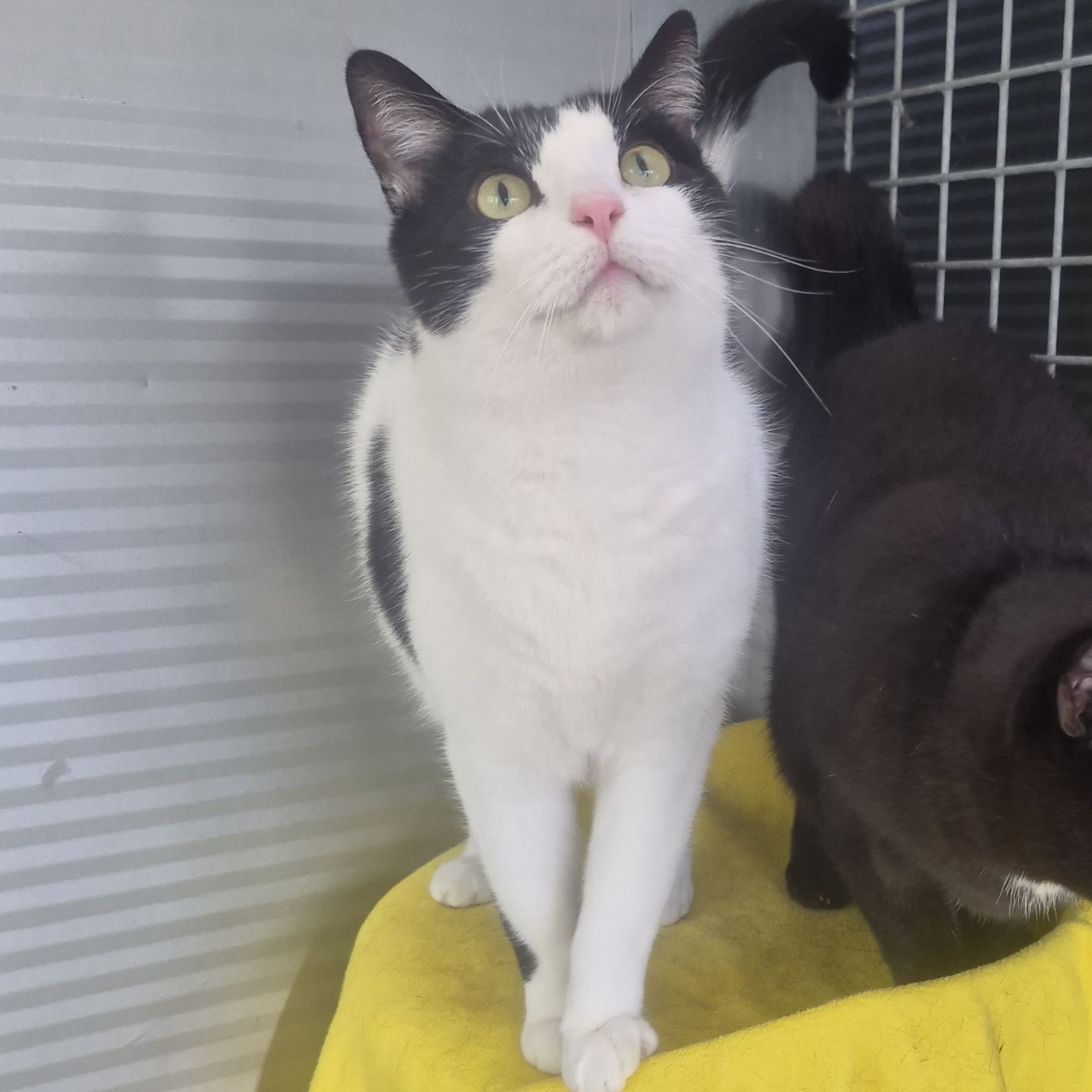 Phantom and Shadow 4 Year Old Males