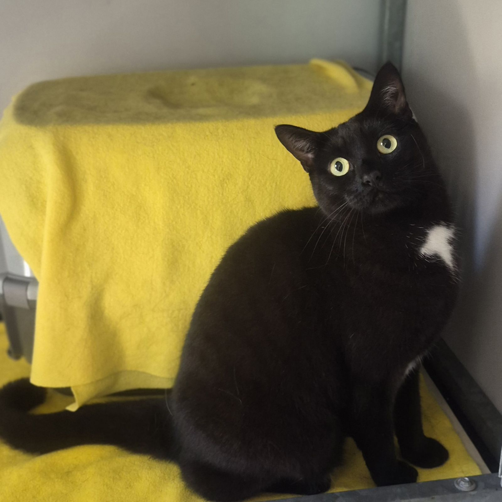 Phantom and Shadow 4 Year Old Males