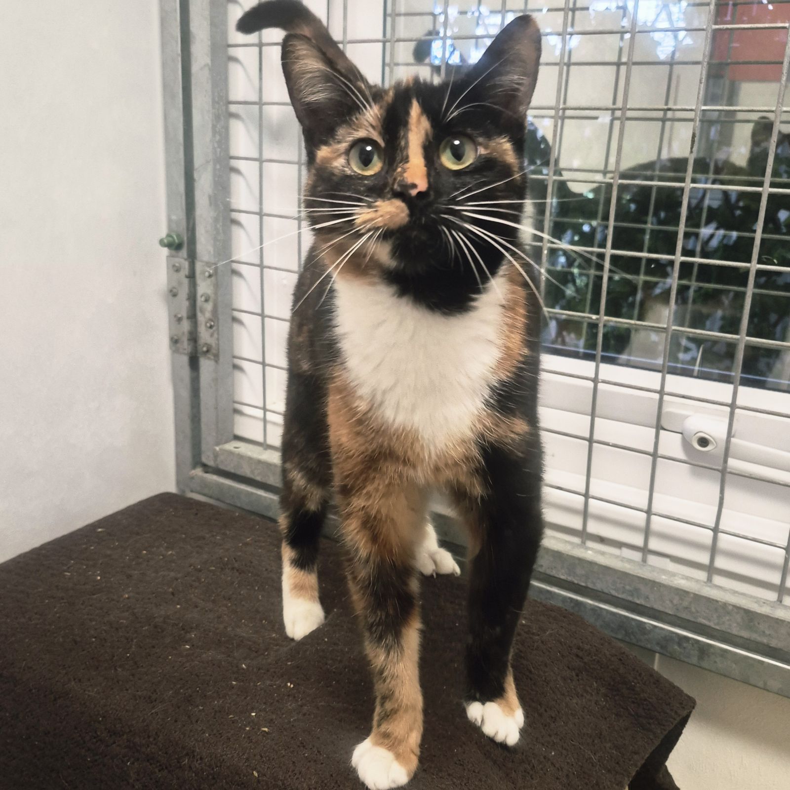 Crumpet- 10 Month Old Female