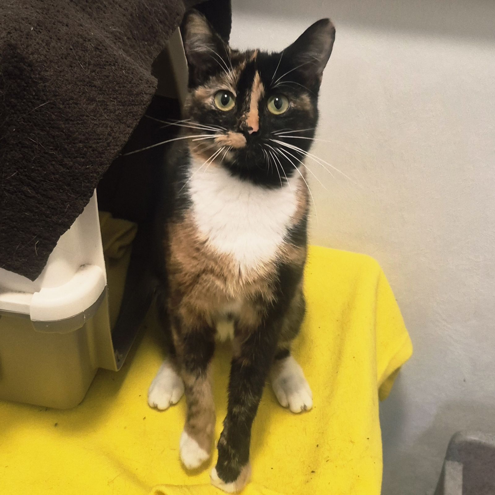 Crumpet- 10 Month Old Female