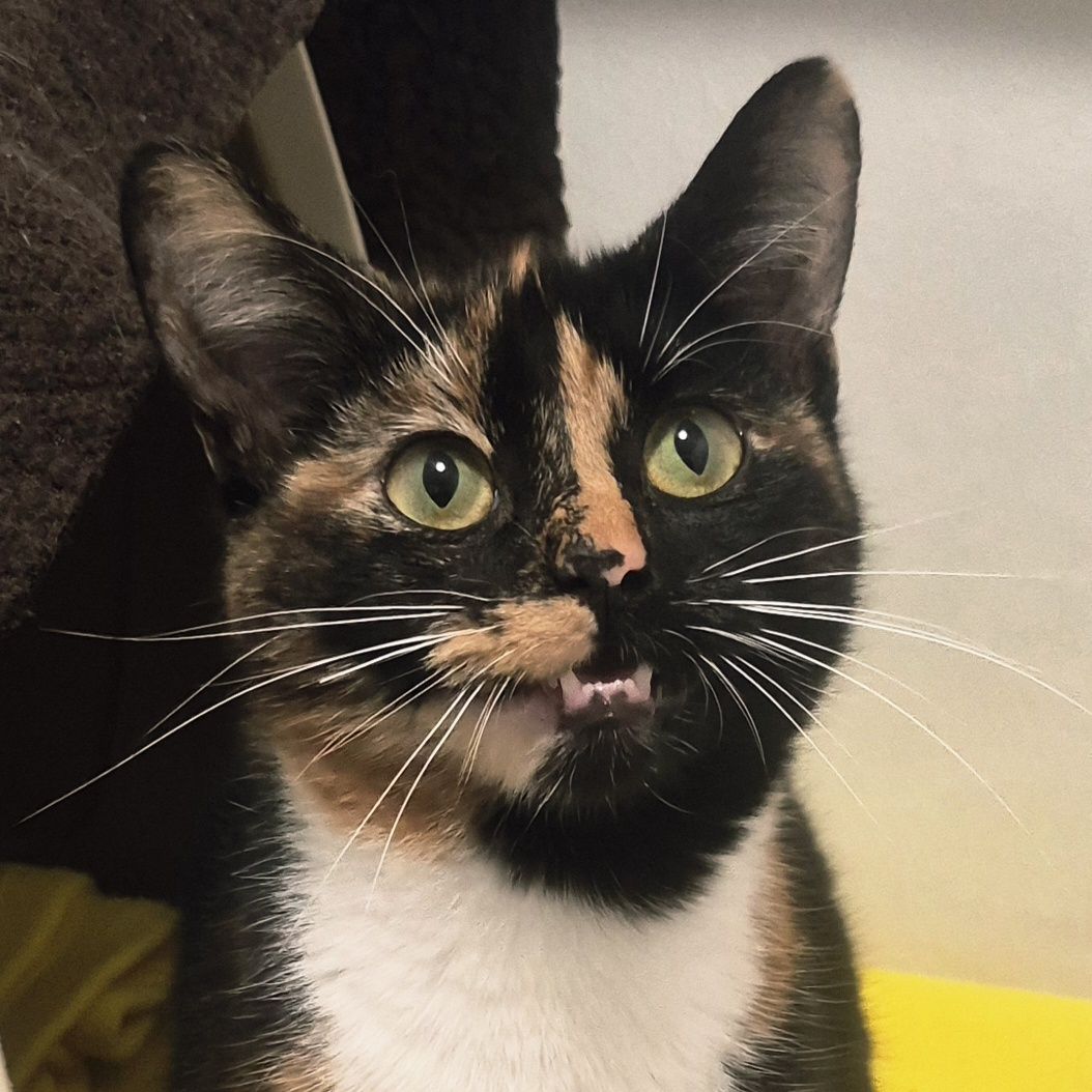 Crumpet- 10 Month Old Female