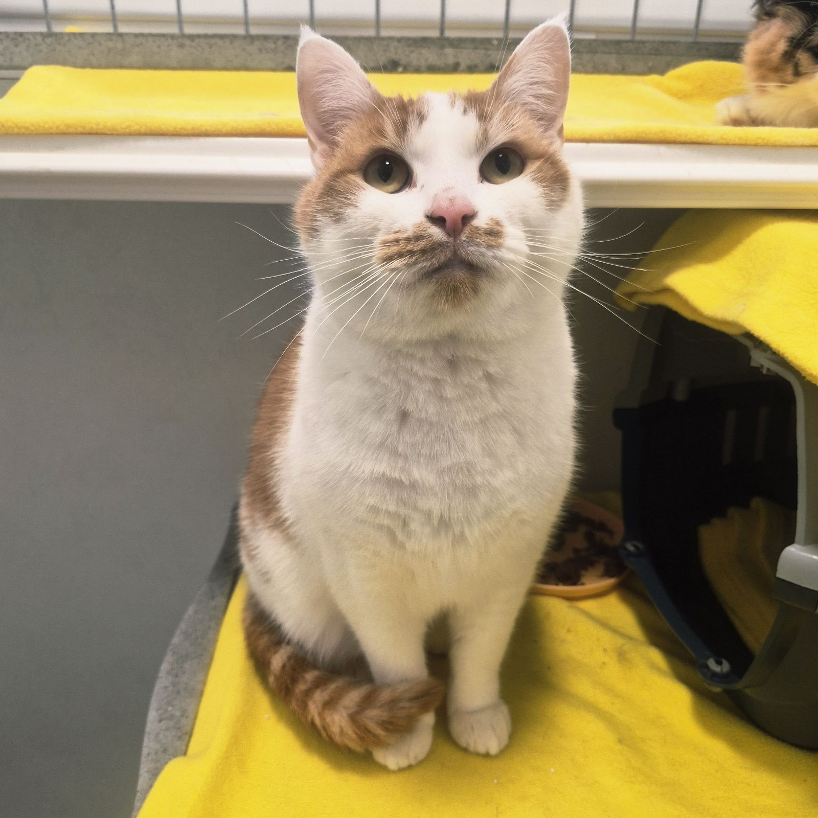 Simba and Nala 2 Year Old  Male and Female RESERVED