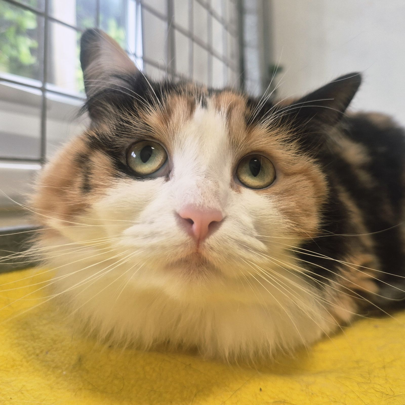 Simba and Nala 2 Year Old  Male and Female RESERVED