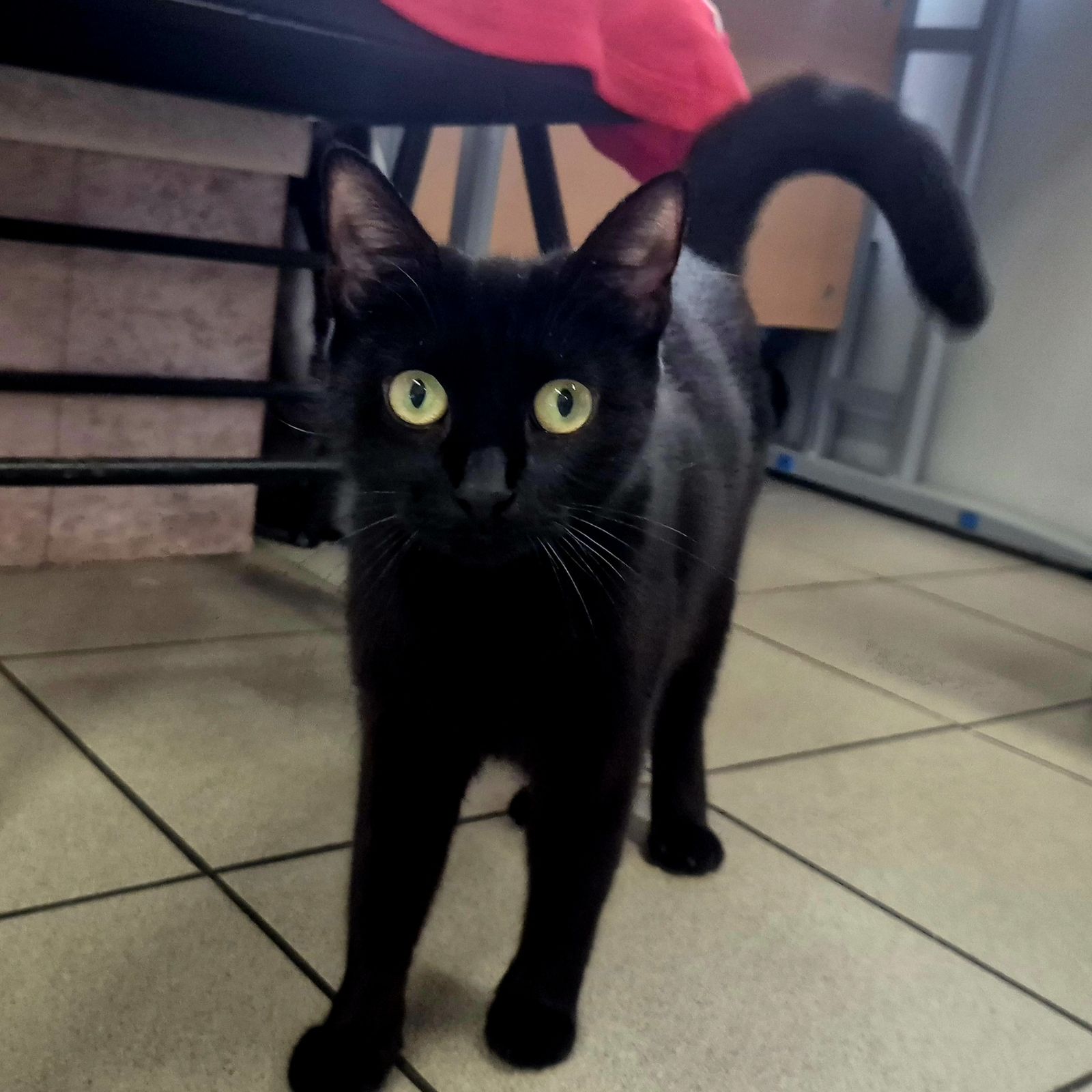 Mary- 1 Year Old Female